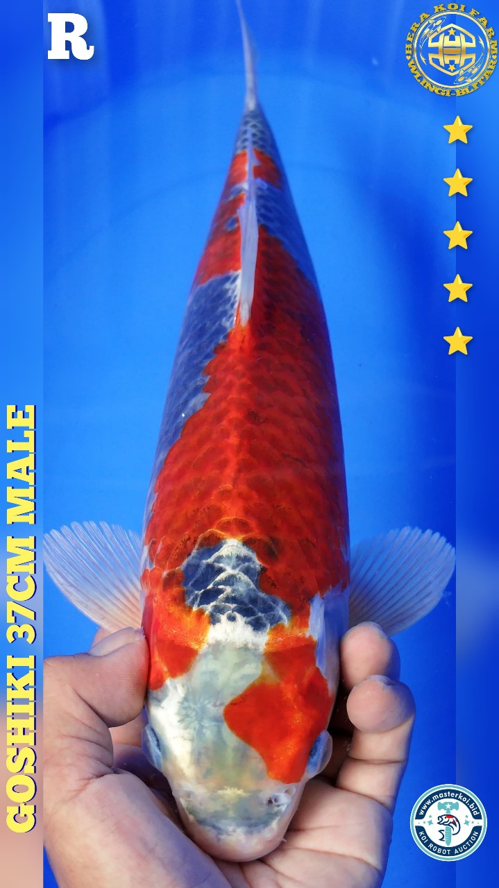 GHOSIKI 37cm