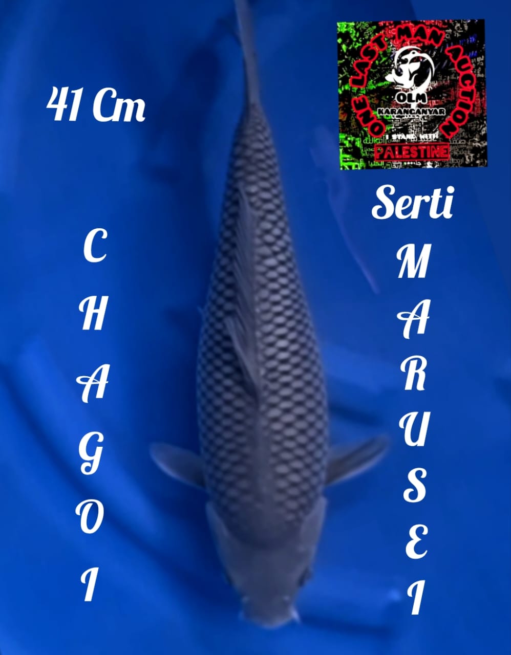 CHAGOI IMPORT SERTIFIKAT MARUSEI 41cm