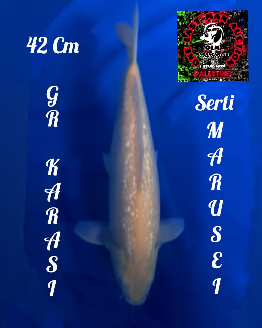 GR KARASI IMPORT SERTIFIKAT MARUSEI 42cm
