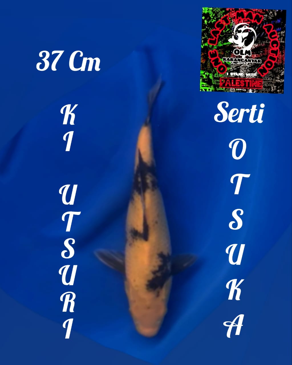 KI UTSURI IMPORT SERTIFIKAT OTSUKA 37cm
