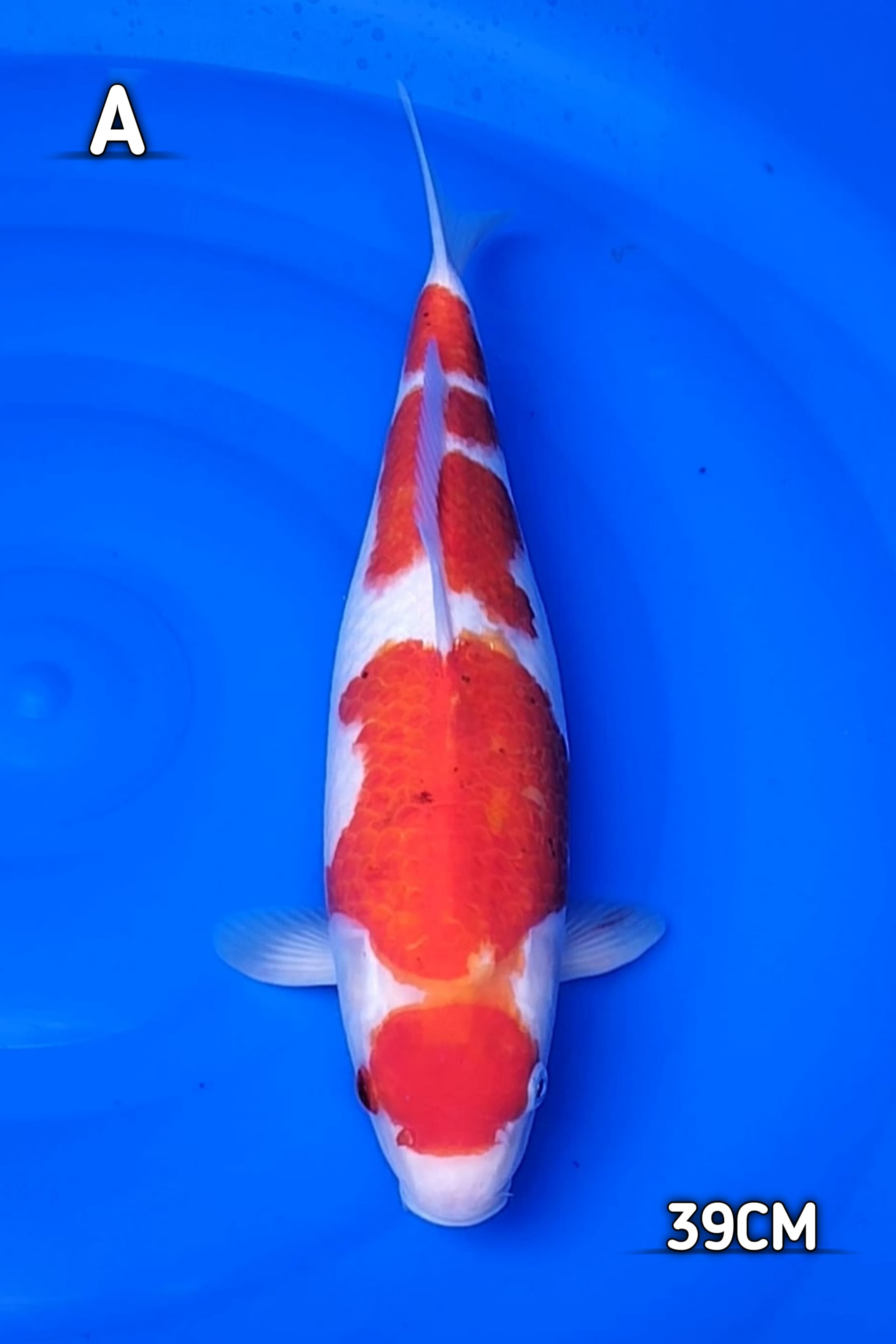 MARUTEN KOHAKU 39cm