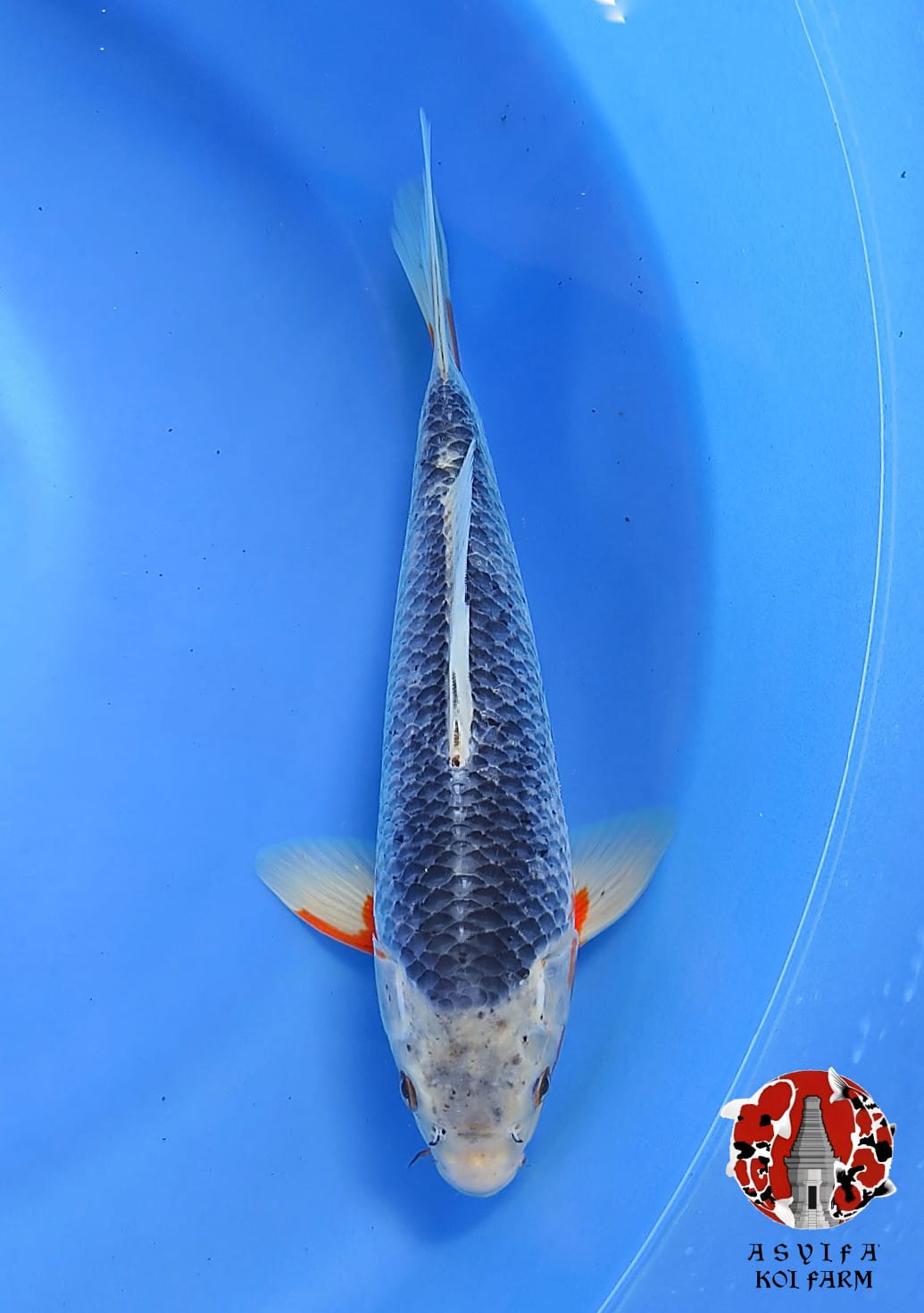 ASAGIBULKY MALE 32cm