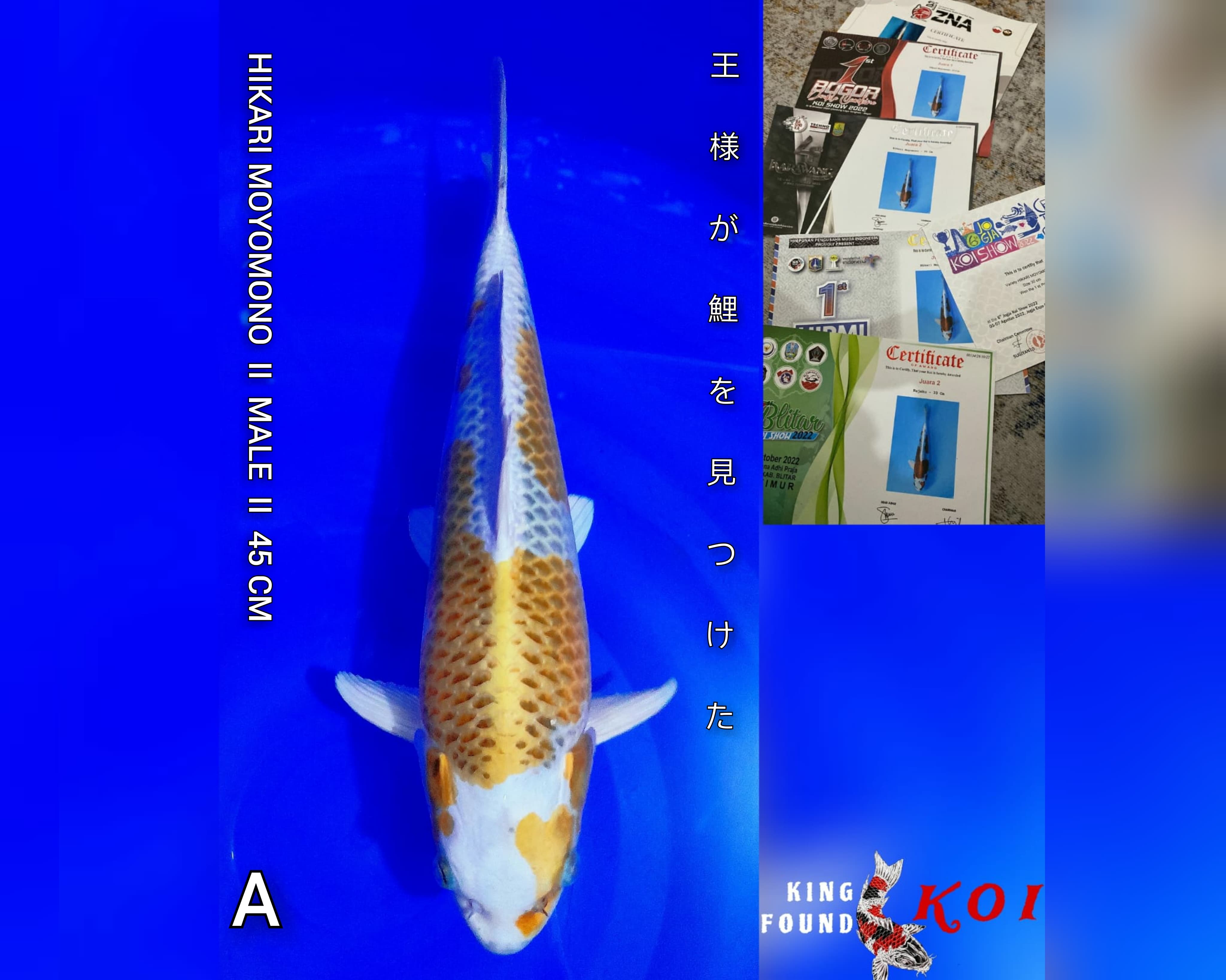 HIKARI MOYOMONO 45cm F1 BLOODLINE SUPER XTRIM II SQ READY SHOW II 6 PRESTASAI WIN RATE 1ST 4X 2X WINRATE 2ST II INCLOUD SERTIFIKATPRESTASI II