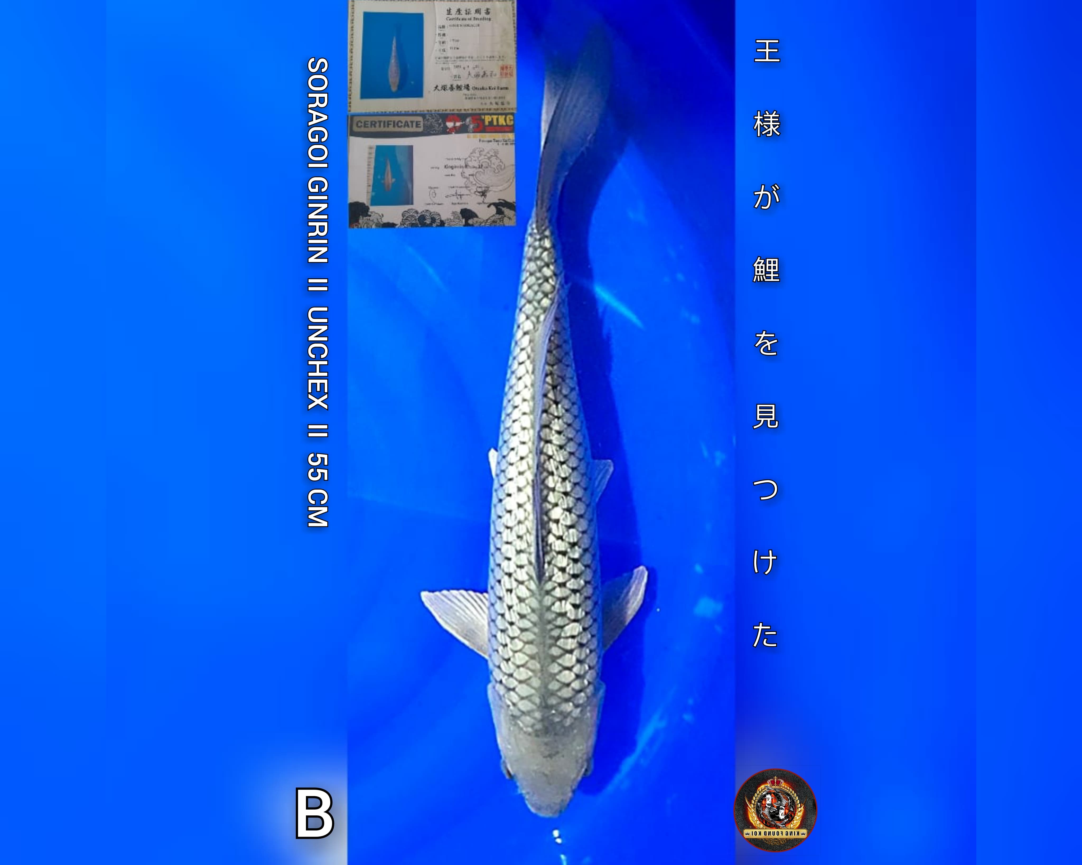 SORAGOI GINRIN 55cm II SQ II IMPORT OUTSUKA KOI FARM II PRESTASI WIN RATE PODIUM 1ST II INCLOUD SERTIFIKATPRESTASI II