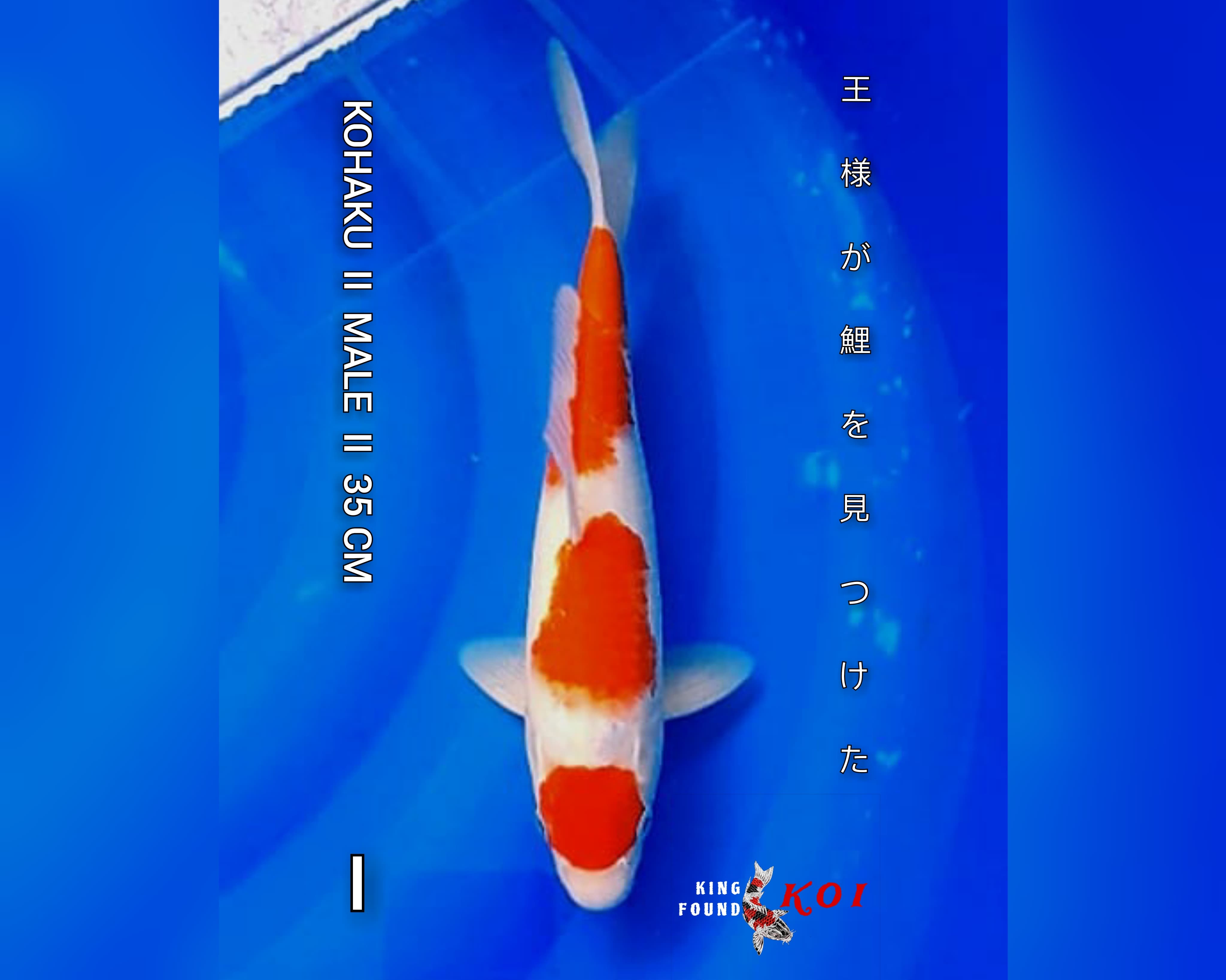 KOHAKU 35cm II TC MARUTEN II 3 STEP II GOOD SKIN II GOOD BENI II SEIMBANG HALUS II F1 NARITA BLOODLINE II QUALITY SHOW II