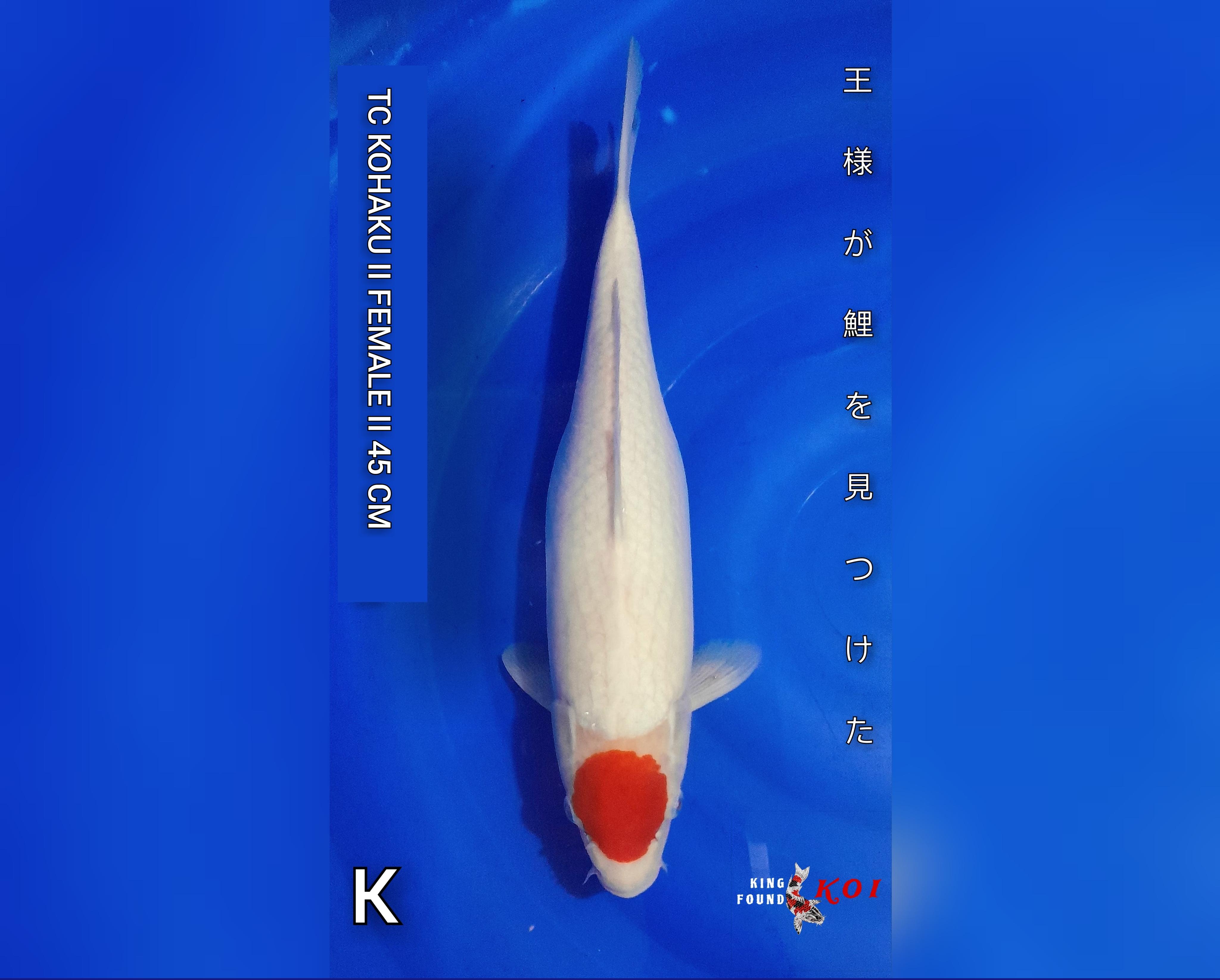 TC KOHAKU 45cm II F1 BLOODLINE DAINICHI II SQ II GENDONG TELUR II