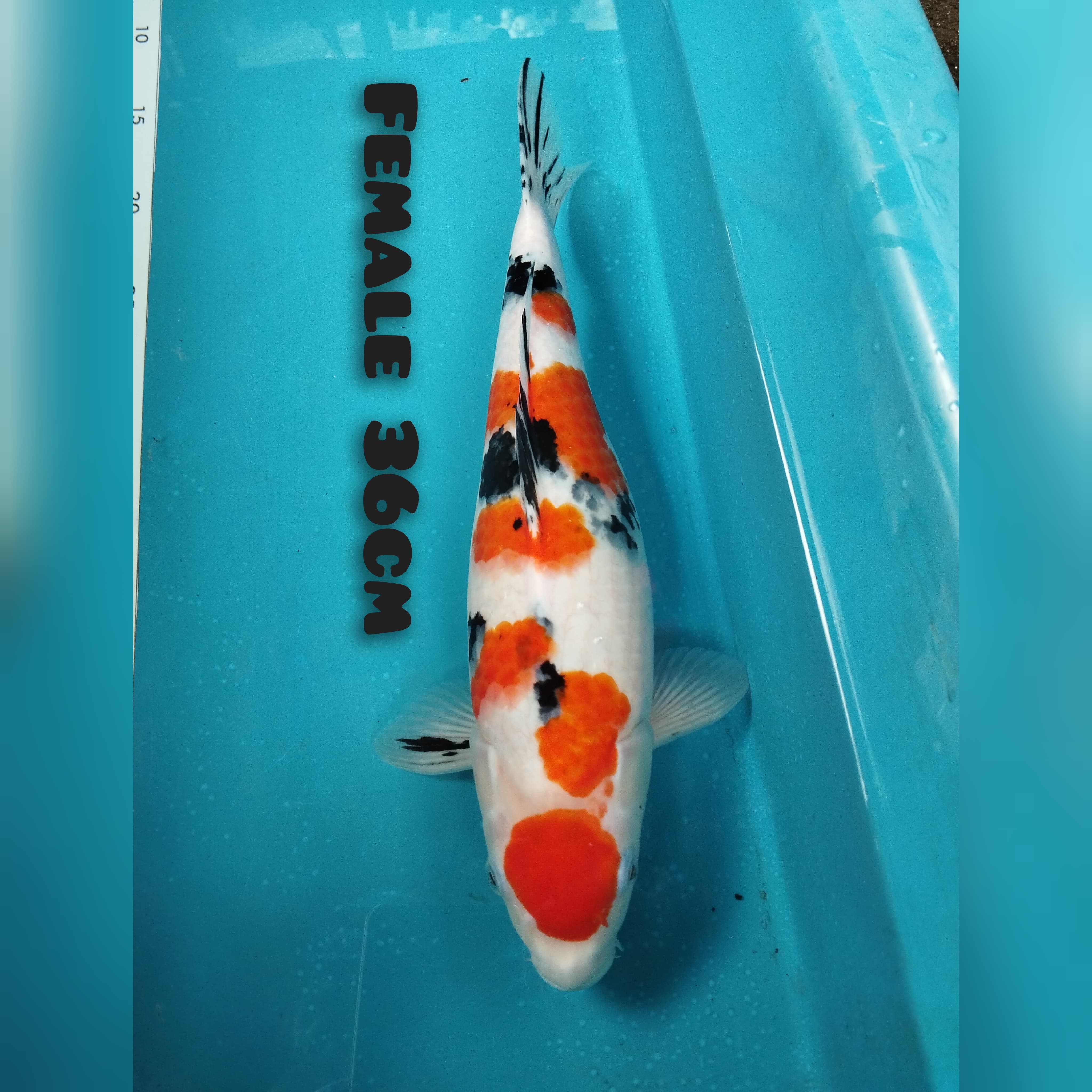 SANKE 36cm