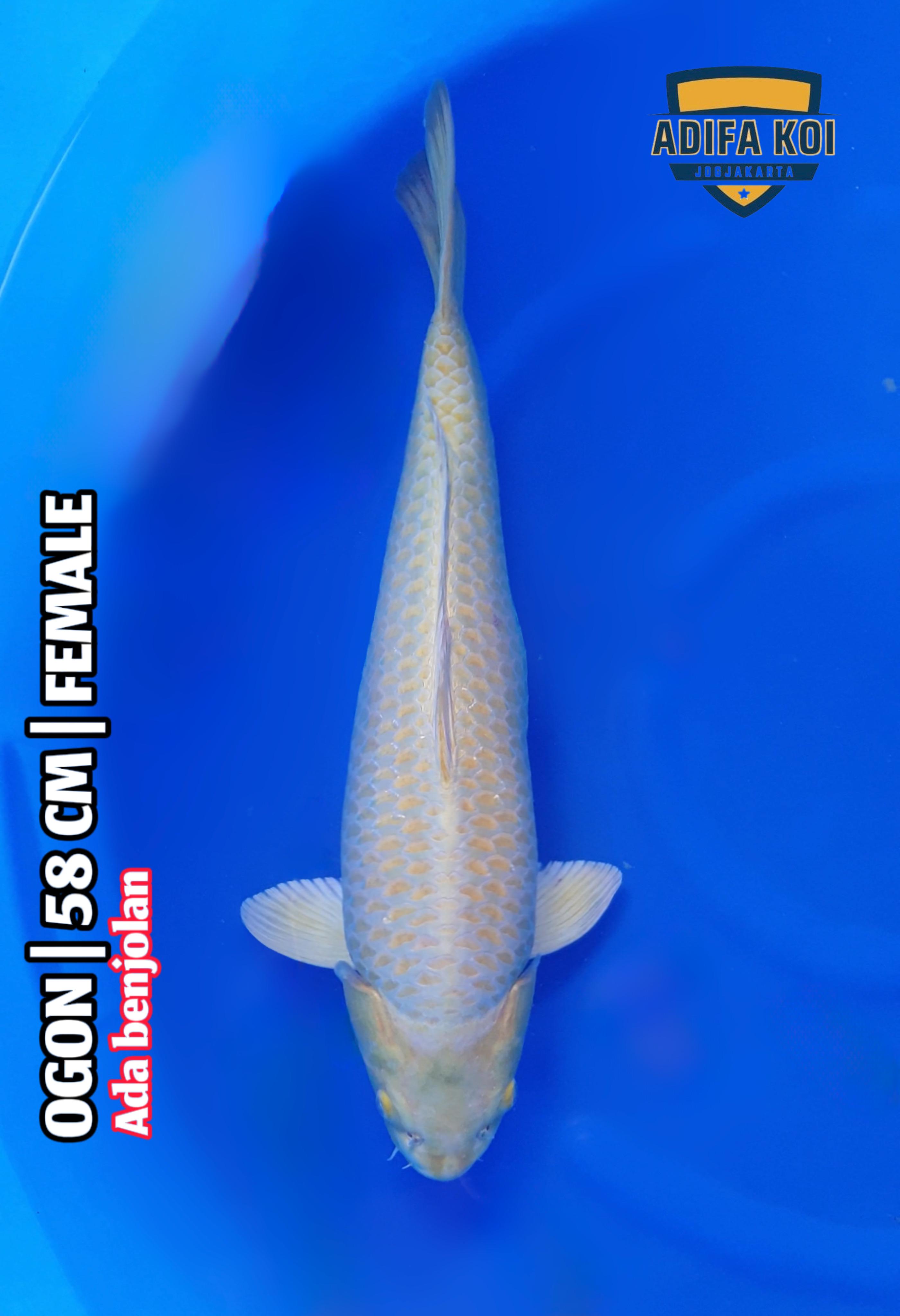 OGON 58cm