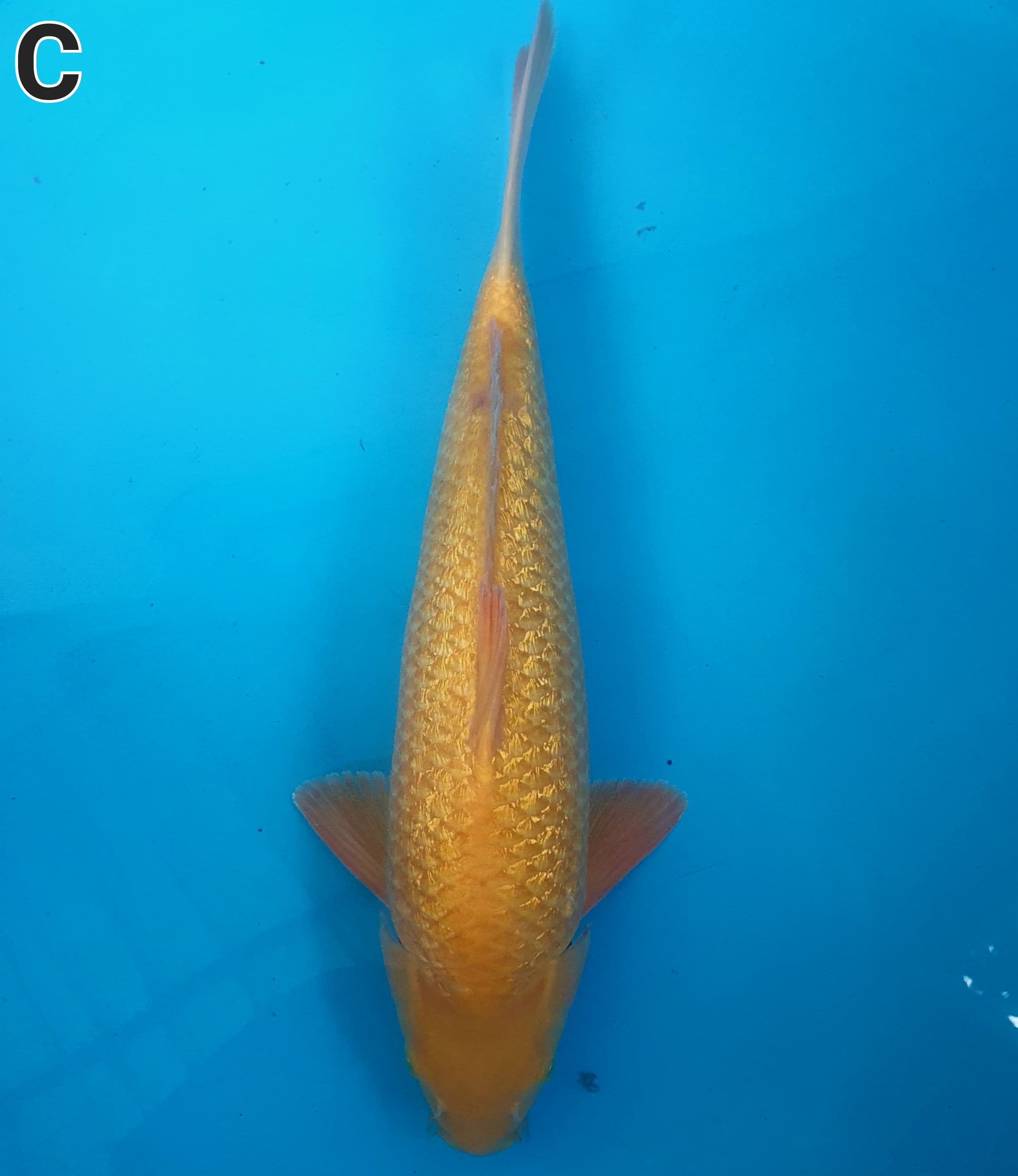 KARASI GINRIN 41cm