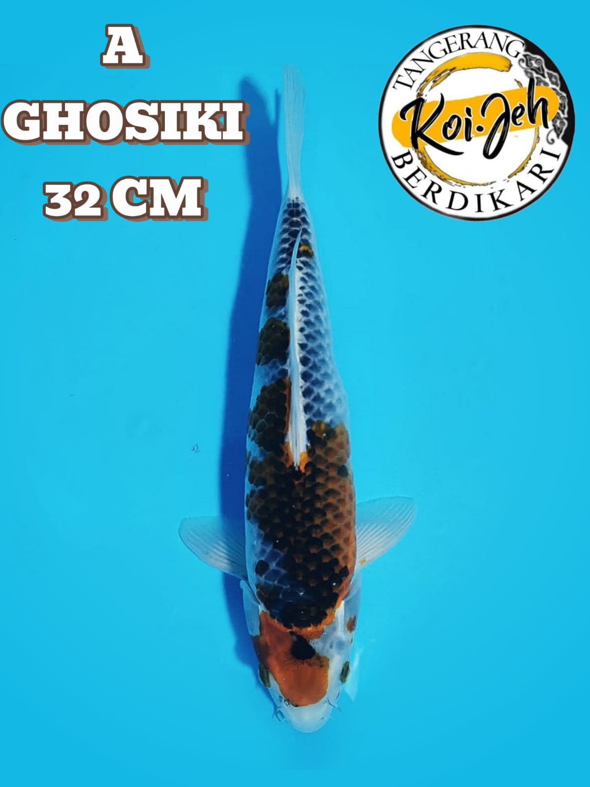 GHOSIKI 32cm