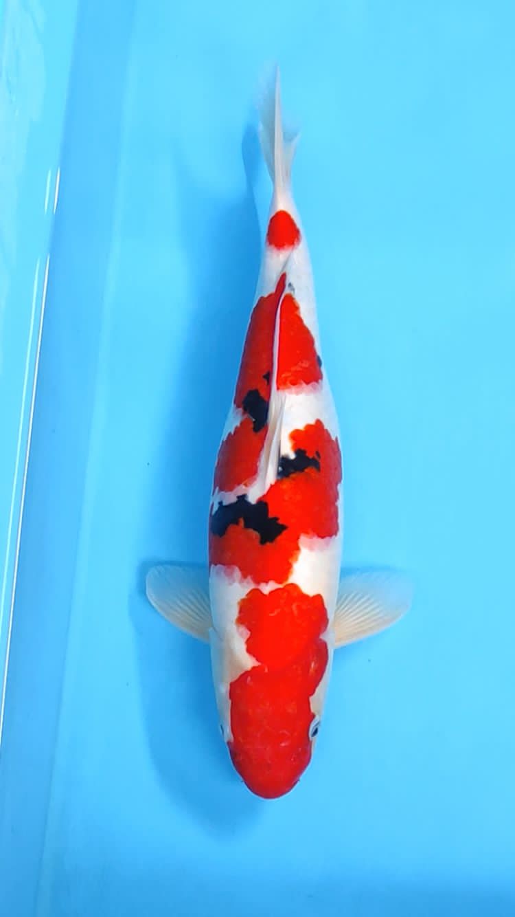 SANKE 40cm