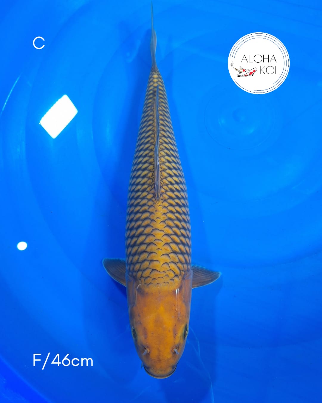 CHAGOI 46cm