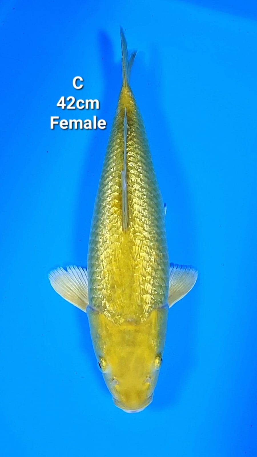 MIDORI GINRIN 38cm