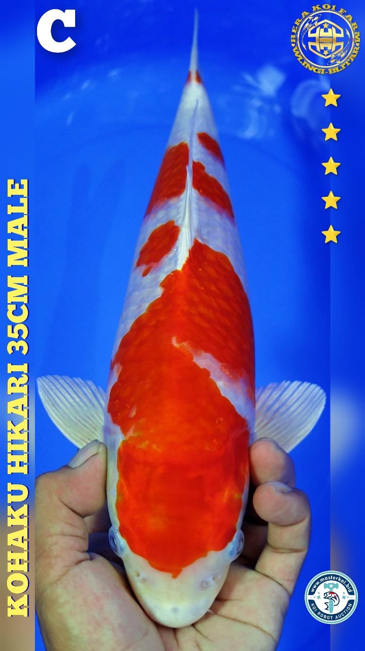 KOHAKU HIKARI 35cm