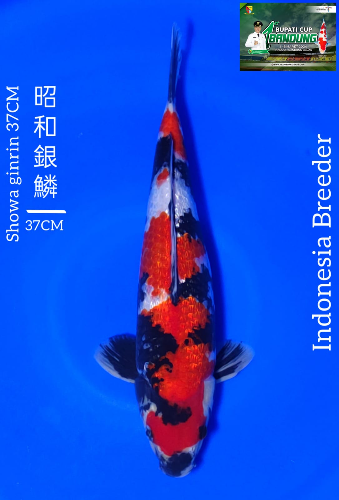SHOWA KINGRIN 37cm MALE SUPER STRONG SIAP JUARA 2 JAKARTA KOI SHOW SHOW