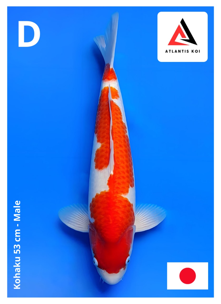 KOHAKU 53cm