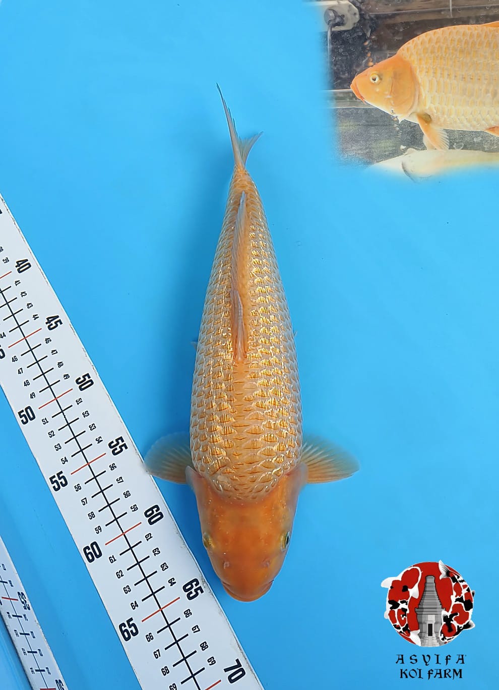 CARAMEL SUPERBULKY PUNUK 35cm MALE