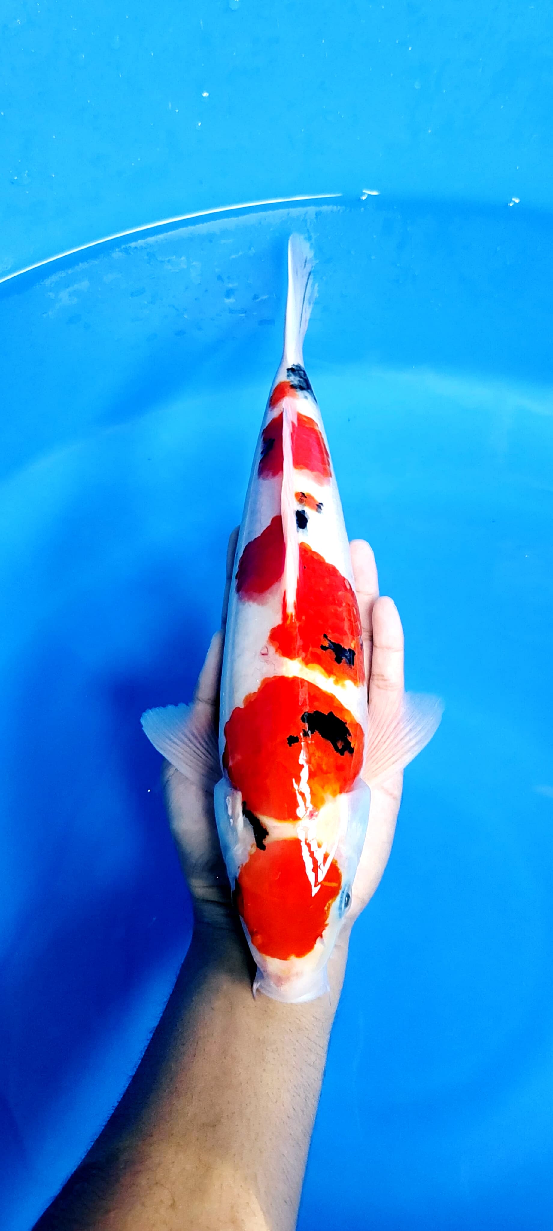 MARUTEN SANKE ISTIMEWA SUPER RED STRONG CALON ANCAMAN SKIN HALUS 35cm
