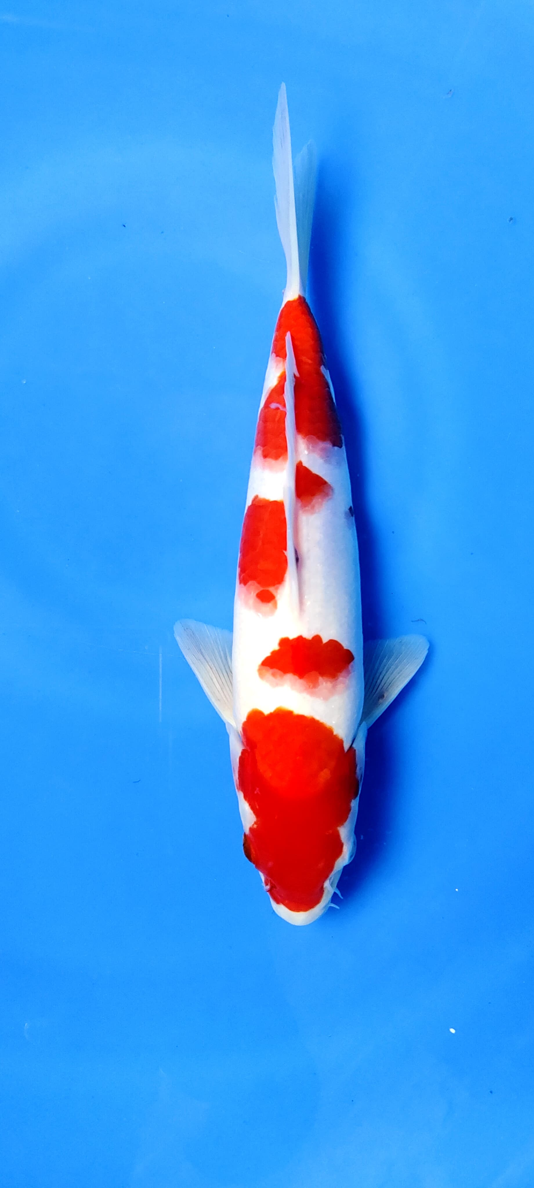 KOHAKU ORIGINAL SUPER RED STRONG SKIN HALUS PETREN MEWAH 29cm