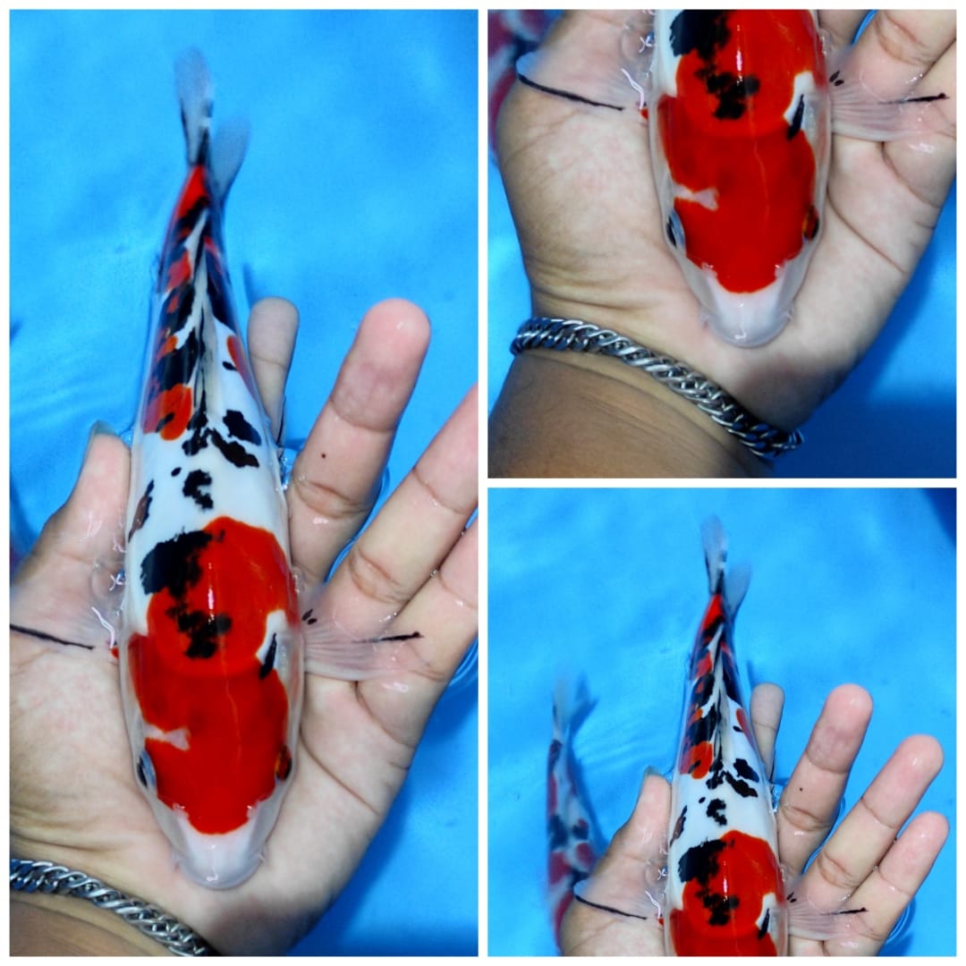 SHANKE DOITSU MURNI ORIGINAL 26cm