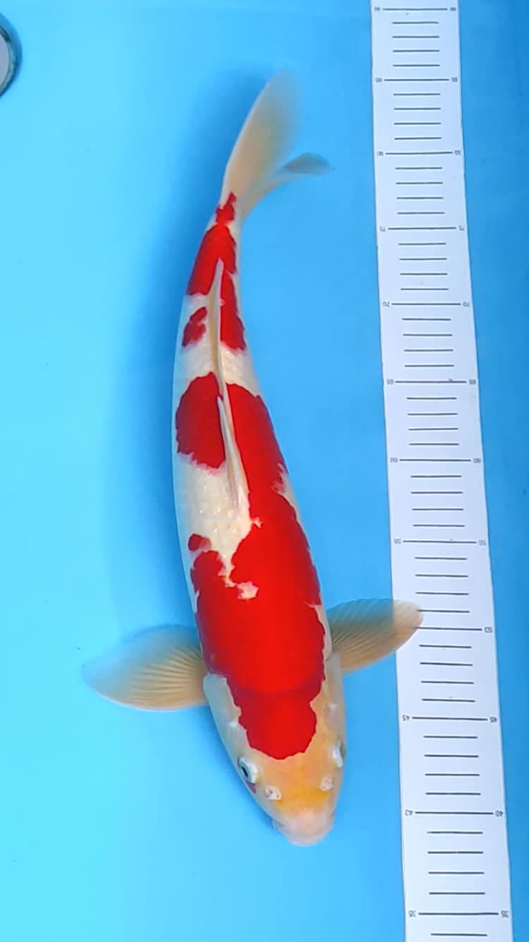 KOHAKU 45cm