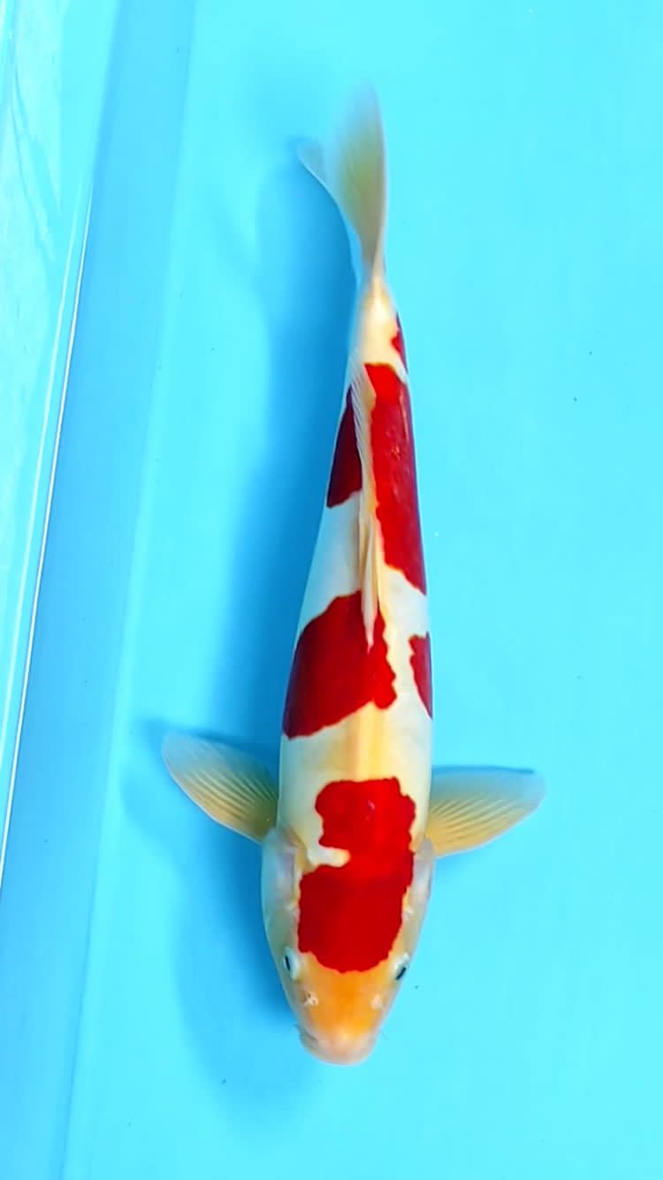 KOHAKU DOITSU 38cm