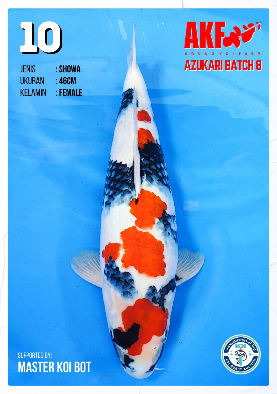 Lelang Koi Online, Jual Beli Ikan Koi, Pusat Jual Beli Koi, Info Lelang Koi Hari Ini, Platform Jual Beli Koi, Jual Beli Ikan Koi Online, Marketplace Ikan Koi, Jual Koi Terbaik, Tempat Beli Koi Berkualitas, Pasar Ikan Koi Online Terpercaya, Penjual Ikan Koi Terpercaya, Beli Koi Hias Online, Ikan Koi untuk Dijual, Koi Kualitas Terbaik, Toko Online Ikan Koi, Koi Hias Untuk Dijual, Jual Beli Ikan Koi Lokal, Koi Indonesia Online, Pusat Jual Beli Koi Terbesar