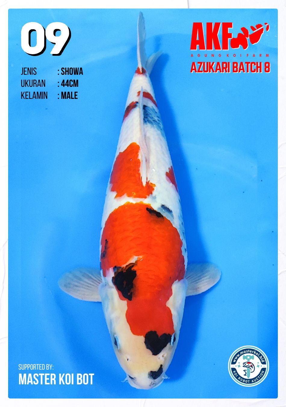 Lelang Koi Online, Jual Beli Ikan Koi, Pusat Jual Beli Koi, Info Lelang Koi Hari Ini, Platform Jual Beli Koi, Jual Beli Ikan Koi Online, Marketplace Ikan Koi, Jual Koi Terbaik, Tempat Beli Koi Berkualitas, Pasar Ikan Koi Online Terpercaya, Penjual Ikan Koi Terpercaya, Beli Koi Hias Online, Ikan Koi untuk Dijual, Koi Kualitas Terbaik, Toko Online Ikan Koi, Koi Hias Untuk Dijual, Jual Beli Ikan Koi Lokal, Koi Indonesia Online, Pusat Jual Beli Koi Terbesar