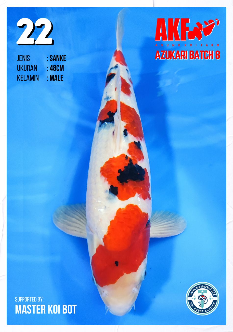 Lelang Koi Online, Jual Beli Ikan Koi, Pusat Jual Beli Koi, Info Lelang Koi Hari Ini, Platform Jual Beli Koi, Jual Beli Ikan Koi Online, Marketplace Ikan Koi, Jual Koi Terbaik, Tempat Beli Koi Berkualitas, Pasar Ikan Koi Online Terpercaya, Penjual Ikan Koi Terpercaya, Beli Koi Hias Online, Ikan Koi untuk Dijual, Koi Kualitas Terbaik, Toko Online Ikan Koi, Koi Hias Untuk Dijual, Jual Beli Ikan Koi Lokal, Koi Indonesia Online, Pusat Jual Beli Koi Terbesar