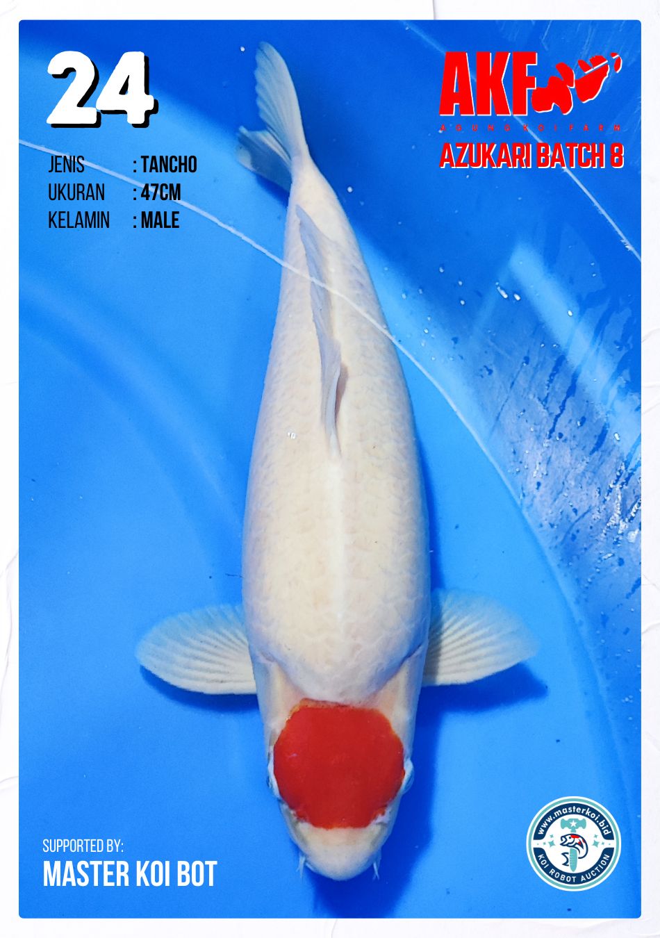 Lelang Koi Online, Jual Beli Ikan Koi, Pusat Jual Beli Koi, Info Lelang Koi Hari Ini, Platform Jual Beli Koi, Jual Beli Ikan Koi Online, Marketplace Ikan Koi, Jual Koi Terbaik, Tempat Beli Koi Berkualitas, Pasar Ikan Koi Online Terpercaya, Penjual Ikan Koi Terpercaya, Beli Koi Hias Online, Ikan Koi untuk Dijual, Koi Kualitas Terbaik, Toko Online Ikan Koi, Koi Hias Untuk Dijual, Jual Beli Ikan Koi Lokal, Koi Indonesia Online, Pusat Jual Beli Koi Terbesar