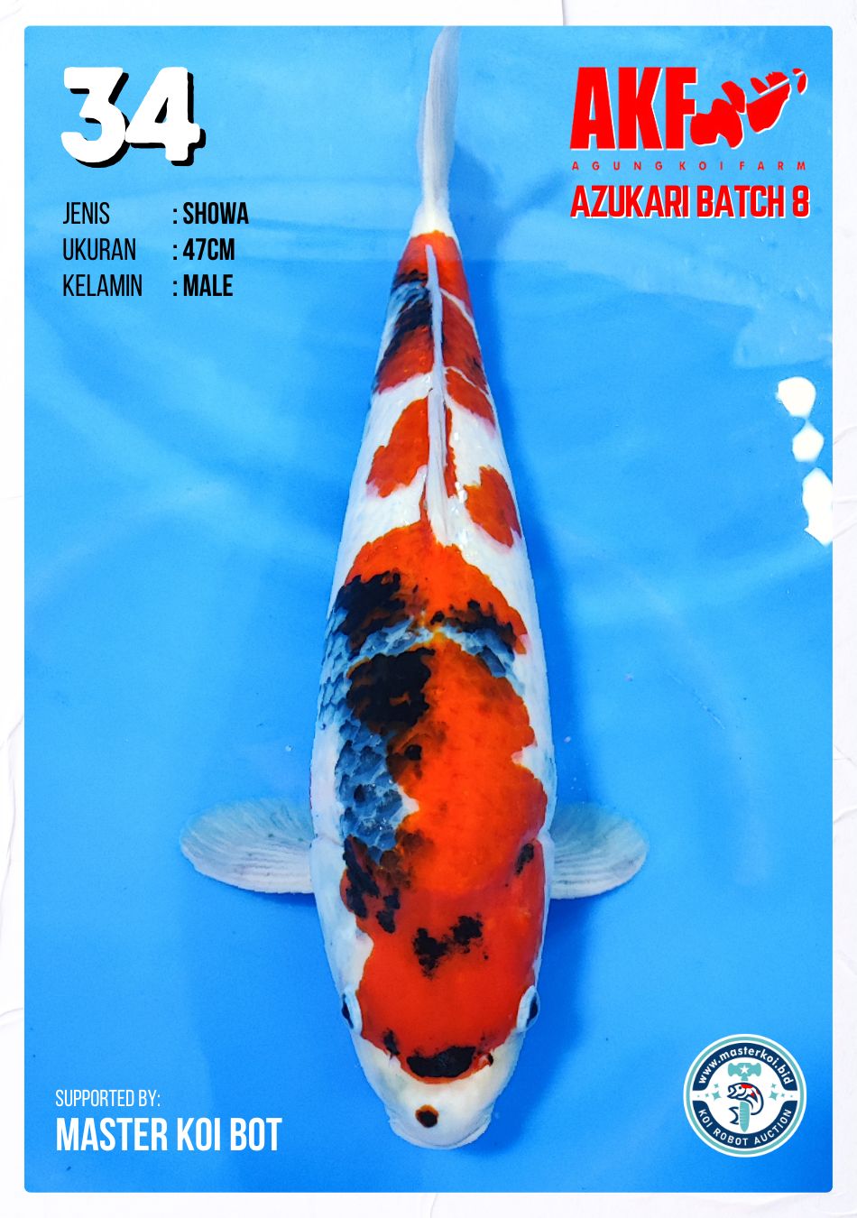 Lelang Koi Online, Jual Beli Ikan Koi, Pusat Jual Beli Koi, Info Lelang Koi Hari Ini, Platform Jual Beli Koi, Jual Beli Ikan Koi Online, Marketplace Ikan Koi, Jual Koi Terbaik, Tempat Beli Koi Berkualitas, Pasar Ikan Koi Online Terpercaya, Penjual Ikan Koi Terpercaya, Beli Koi Hias Online, Ikan Koi untuk Dijual, Koi Kualitas Terbaik, Toko Online Ikan Koi, Koi Hias Untuk Dijual, Jual Beli Ikan Koi Lokal, Koi Indonesia Online, Pusat Jual Beli Koi Terbesar