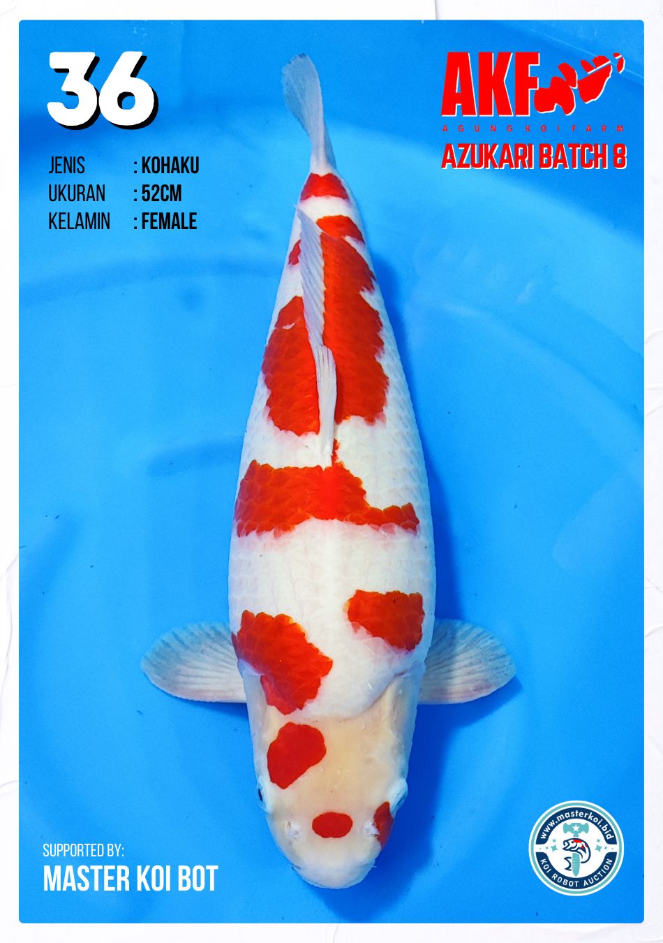 Lelang Koi Online, Jual Beli Ikan Koi, Pusat Jual Beli Koi, Info Lelang Koi Hari Ini, Platform Jual Beli Koi, Jual Beli Ikan Koi Online, Marketplace Ikan Koi, Jual Koi Terbaik, Tempat Beli Koi Berkualitas, Pasar Ikan Koi Online Terpercaya, Penjual Ikan Koi Terpercaya, Beli Koi Hias Online, Ikan Koi untuk Dijual, Koi Kualitas Terbaik, Toko Online Ikan Koi, Koi Hias Untuk Dijual, Jual Beli Ikan Koi Lokal, Koi Indonesia Online, Pusat Jual Beli Koi Terbesar