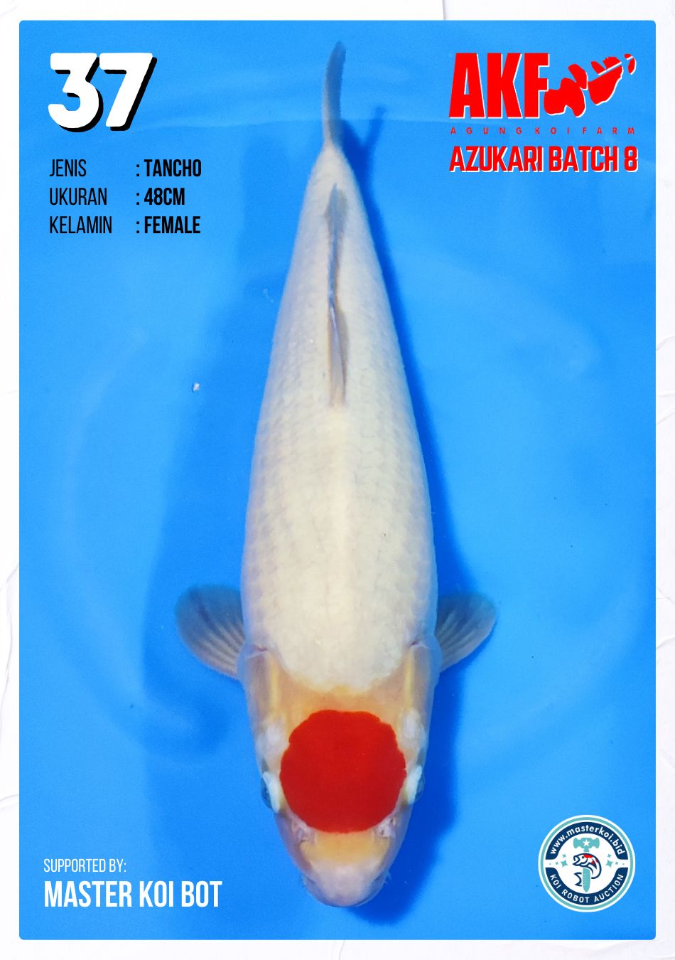 Lelang Koi Online, Jual Beli Ikan Koi, Pusat Jual Beli Koi, Info Lelang Koi Hari Ini, Platform Jual Beli Koi, Jual Beli Ikan Koi Online, Marketplace Ikan Koi, Jual Koi Terbaik, Tempat Beli Koi Berkualitas, Pasar Ikan Koi Online Terpercaya, Penjual Ikan Koi Terpercaya, Beli Koi Hias Online, Ikan Koi untuk Dijual, Koi Kualitas Terbaik, Toko Online Ikan Koi, Koi Hias Untuk Dijual, Jual Beli Ikan Koi Lokal, Koi Indonesia Online, Pusat Jual Beli Koi Terbesar