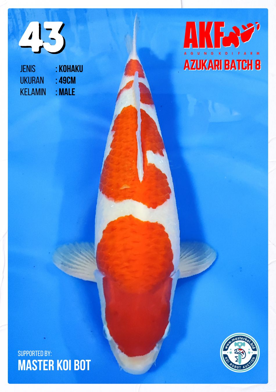 Lelang Koi Online, Jual Beli Ikan Koi, Pusat Jual Beli Koi, Info Lelang Koi Hari Ini, Platform Jual Beli Koi, Jual Beli Ikan Koi Online, Marketplace Ikan Koi, Jual Koi Terbaik, Tempat Beli Koi Berkualitas, Pasar Ikan Koi Online Terpercaya, Penjual Ikan Koi Terpercaya, Beli Koi Hias Online, Ikan Koi untuk Dijual, Koi Kualitas Terbaik, Toko Online Ikan Koi, Koi Hias Untuk Dijual, Jual Beli Ikan Koi Lokal, Koi Indonesia Online, Pusat Jual Beli Koi Terbesar