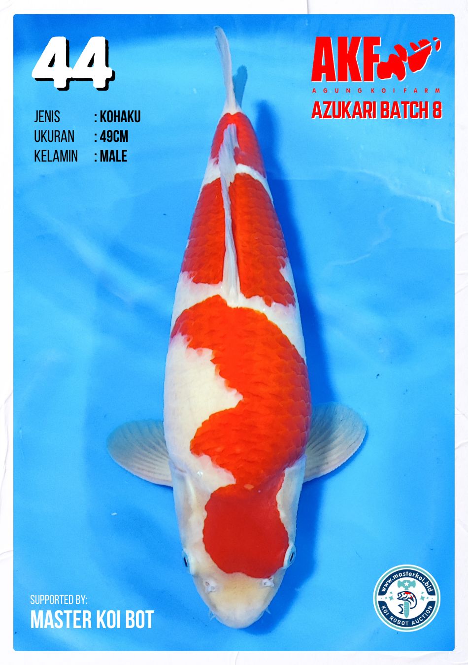 Lelang Koi Online, Jual Beli Ikan Koi, Pusat Jual Beli Koi, Info Lelang Koi Hari Ini, Platform Jual Beli Koi, Jual Beli Ikan Koi Online, Marketplace Ikan Koi, Jual Koi Terbaik, Tempat Beli Koi Berkualitas, Pasar Ikan Koi Online Terpercaya, Penjual Ikan Koi Terpercaya, Beli Koi Hias Online, Ikan Koi untuk Dijual, Koi Kualitas Terbaik, Toko Online Ikan Koi, Koi Hias Untuk Dijual, Jual Beli Ikan Koi Lokal, Koi Indonesia Online, Pusat Jual Beli Koi Terbesar