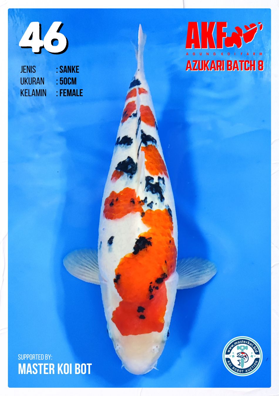 Lelang Koi Online, Jual Beli Ikan Koi, Pusat Jual Beli Koi, Info Lelang Koi Hari Ini, Platform Jual Beli Koi, Jual Beli Ikan Koi Online, Marketplace Ikan Koi, Jual Koi Terbaik, Tempat Beli Koi Berkualitas, Pasar Ikan Koi Online Terpercaya, Penjual Ikan Koi Terpercaya, Beli Koi Hias Online, Ikan Koi untuk Dijual, Koi Kualitas Terbaik, Toko Online Ikan Koi, Koi Hias Untuk Dijual, Jual Beli Ikan Koi Lokal, Koi Indonesia Online, Pusat Jual Beli Koi Terbesar