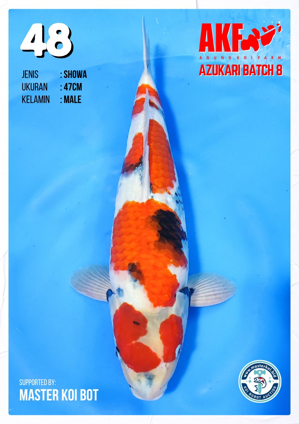 Lelang Koi Online, Jual Beli Ikan Koi, Pusat Jual Beli Koi, Info Lelang Koi Hari Ini, Platform Jual Beli Koi, Jual Beli Ikan Koi Online, Marketplace Ikan Koi, Jual Koi Terbaik, Tempat Beli Koi Berkualitas, Pasar Ikan Koi Online Terpercaya, Penjual Ikan Koi Terpercaya, Beli Koi Hias Online, Ikan Koi untuk Dijual, Koi Kualitas Terbaik, Toko Online Ikan Koi, Koi Hias Untuk Dijual, Jual Beli Ikan Koi Lokal, Koi Indonesia Online, Pusat Jual Beli Koi Terbesar