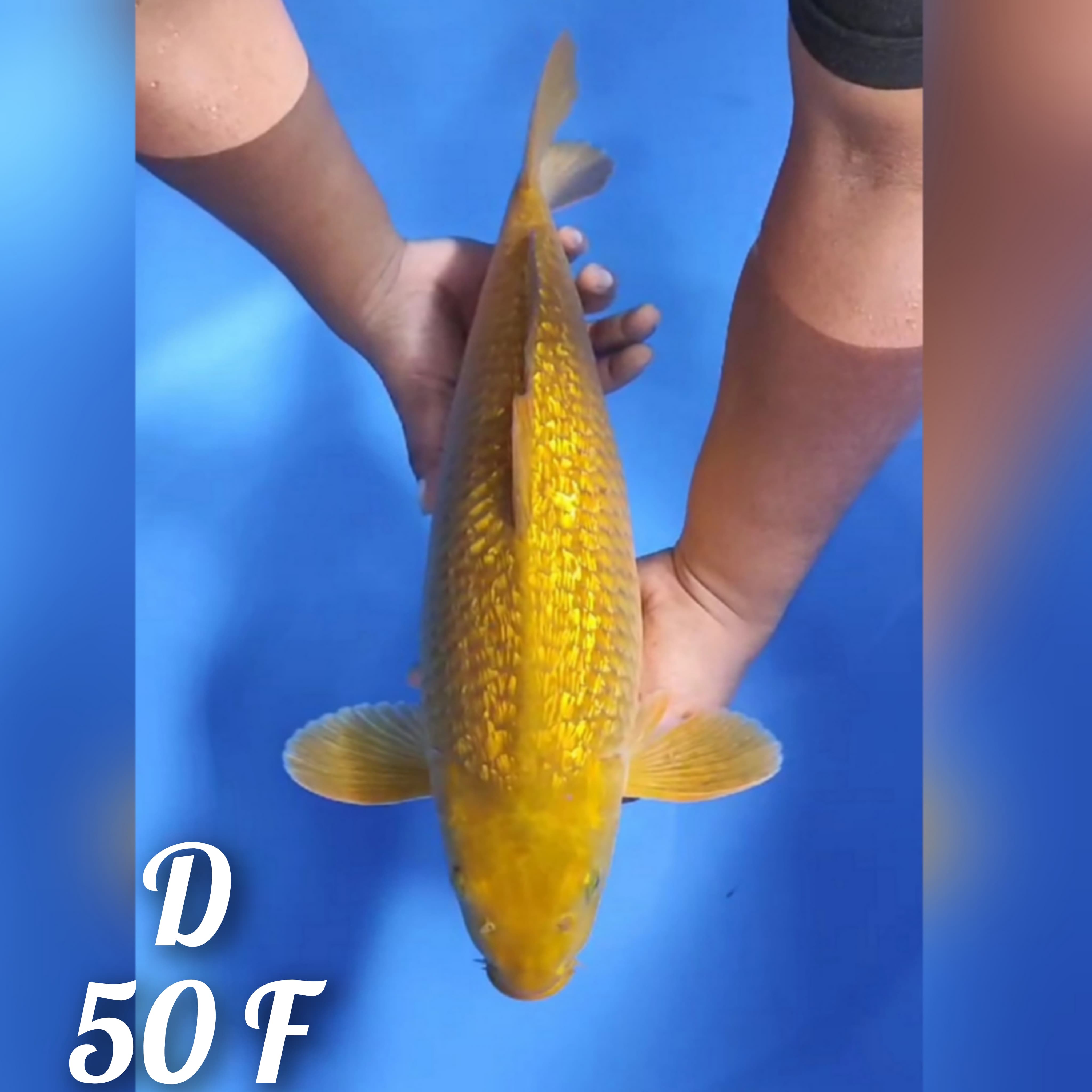 JUMBO MIDORI GINRIN 50cm