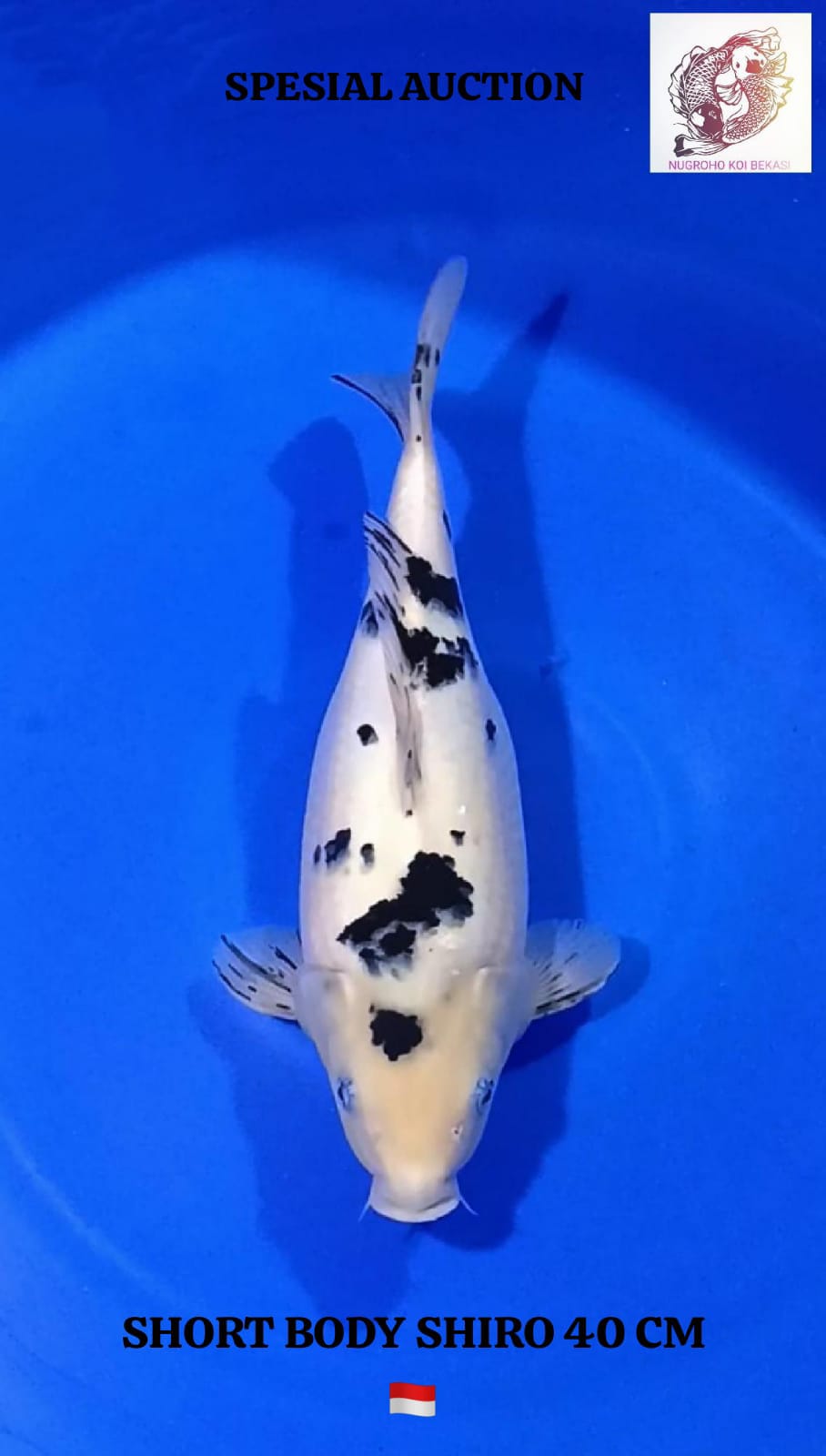 SHIRO SHORT BODY TATEGOI 40cm