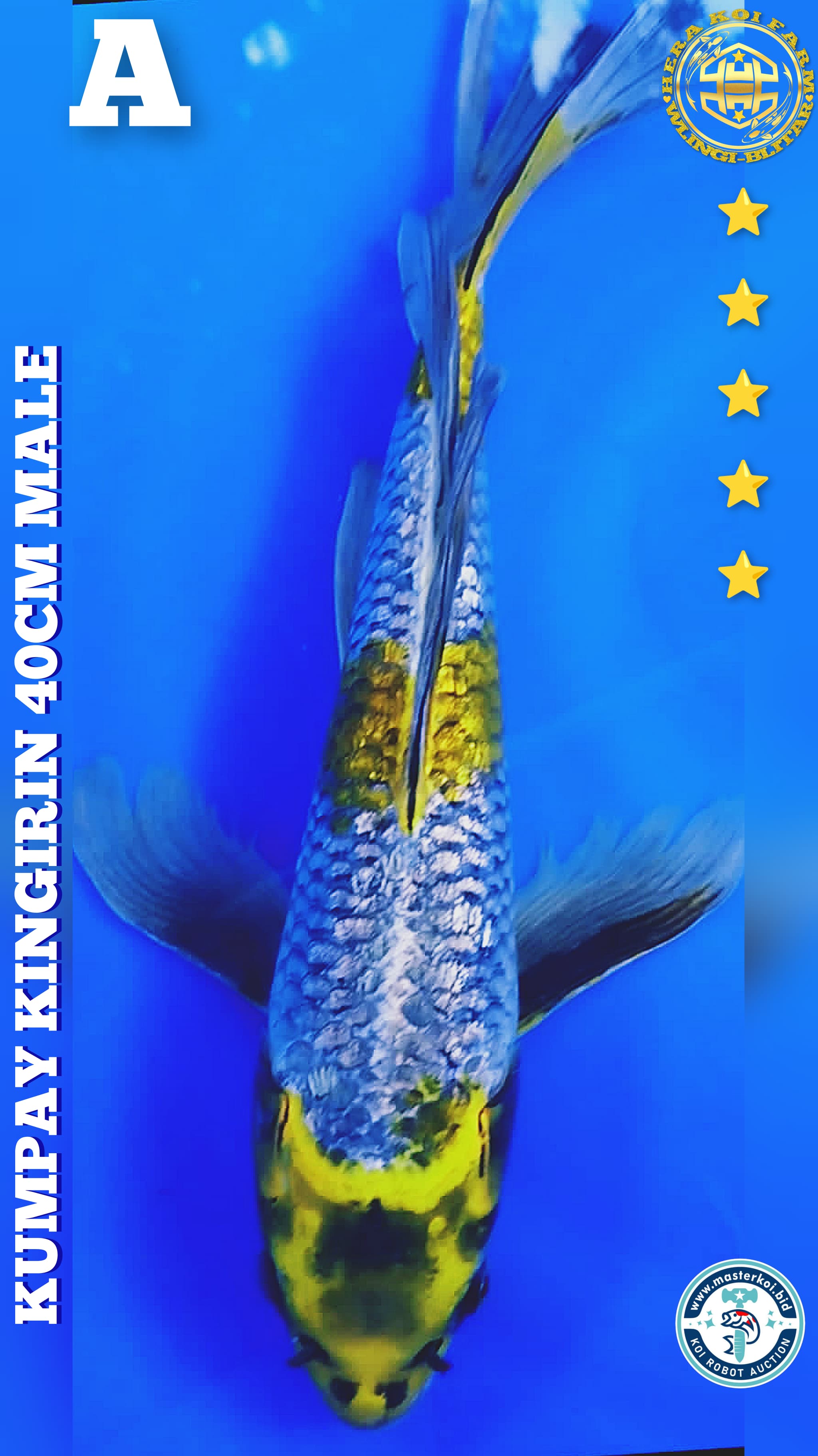 KUMPAY KIN GINRIN 40cm