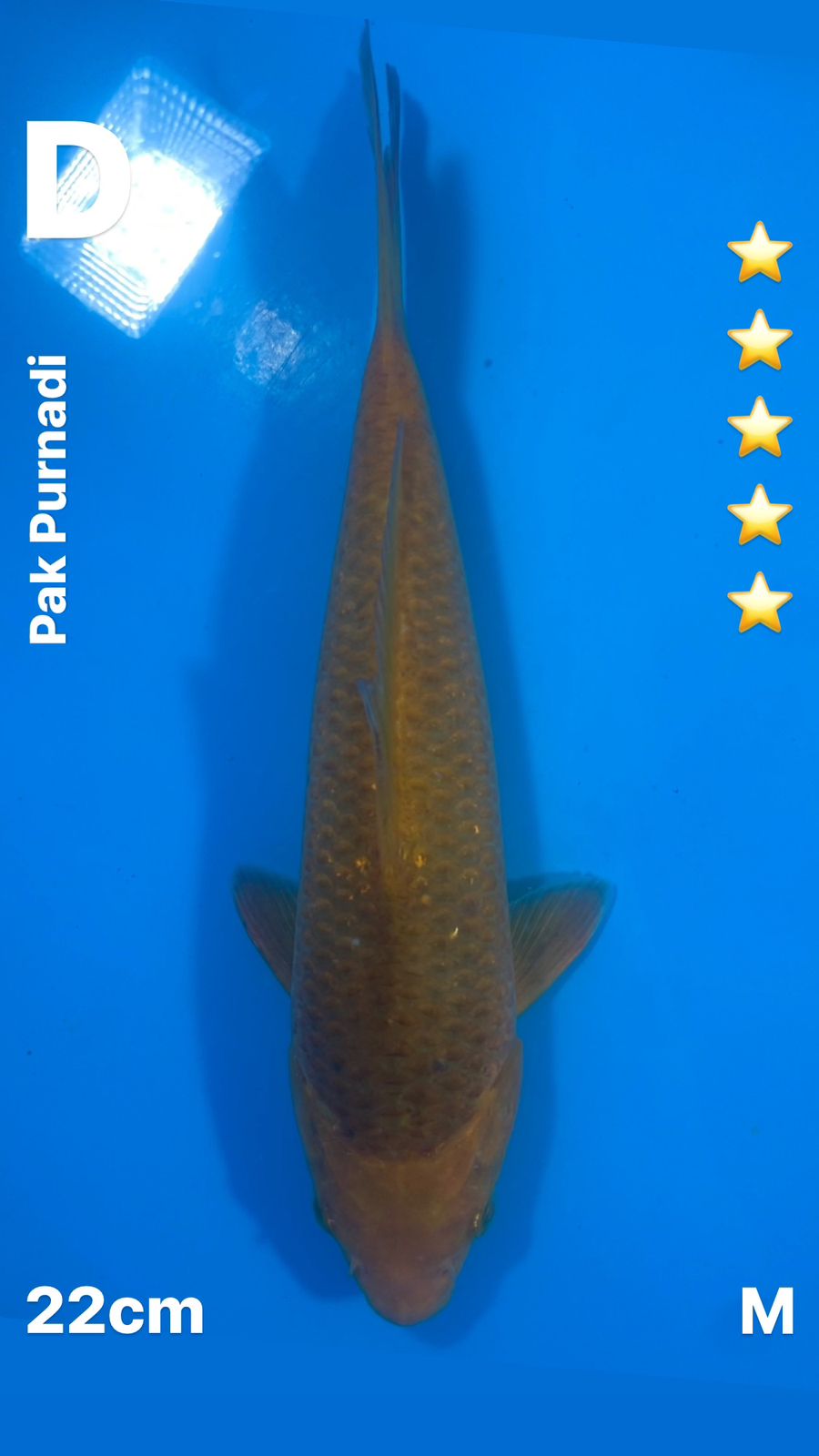CARAMEL SUPER QUALITY 22cm