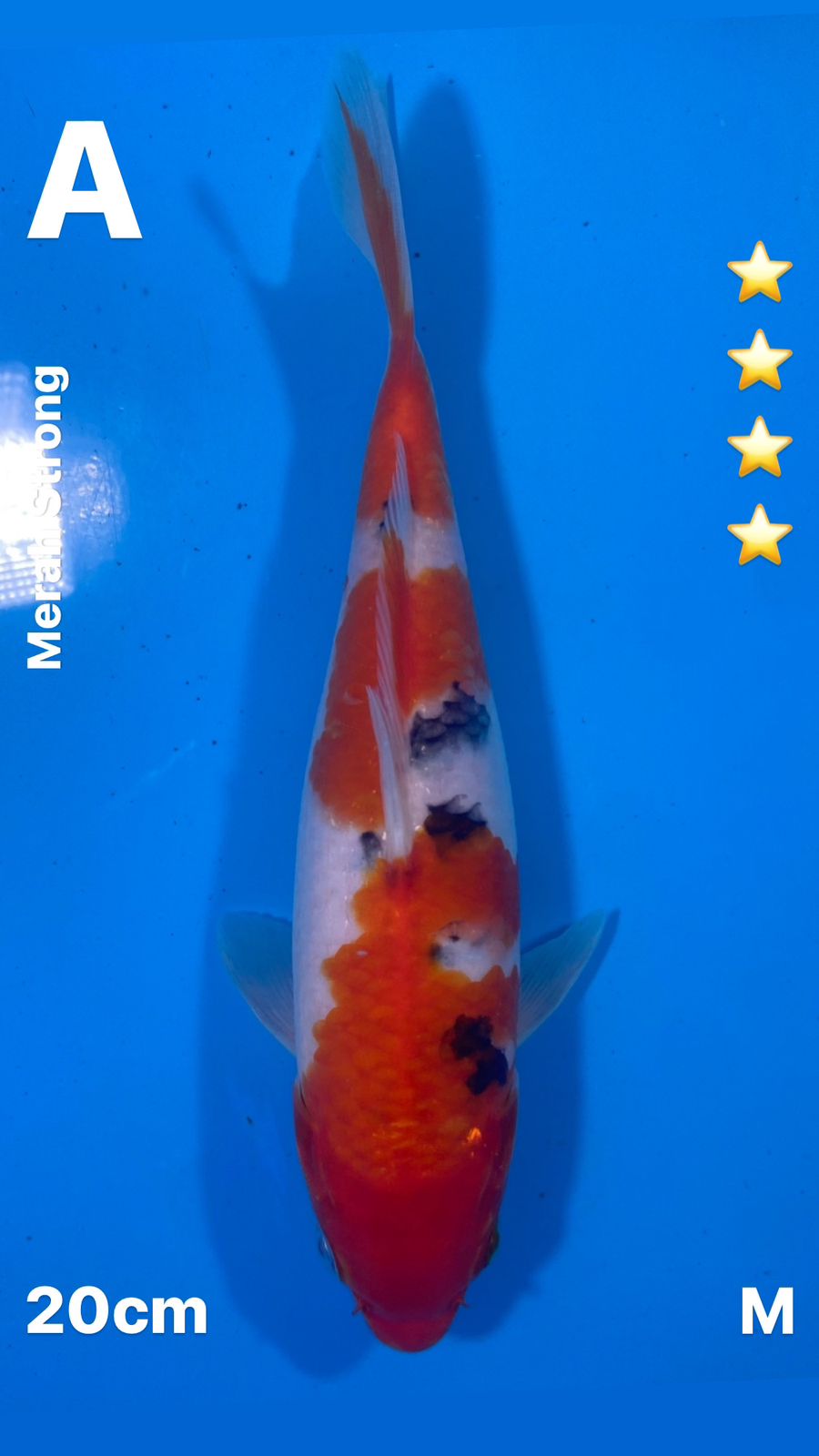 SANKE HIGH QUALITY 20cm