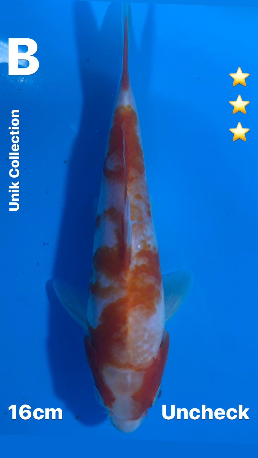 KOHAKU UNIK COLLECTION 16cm