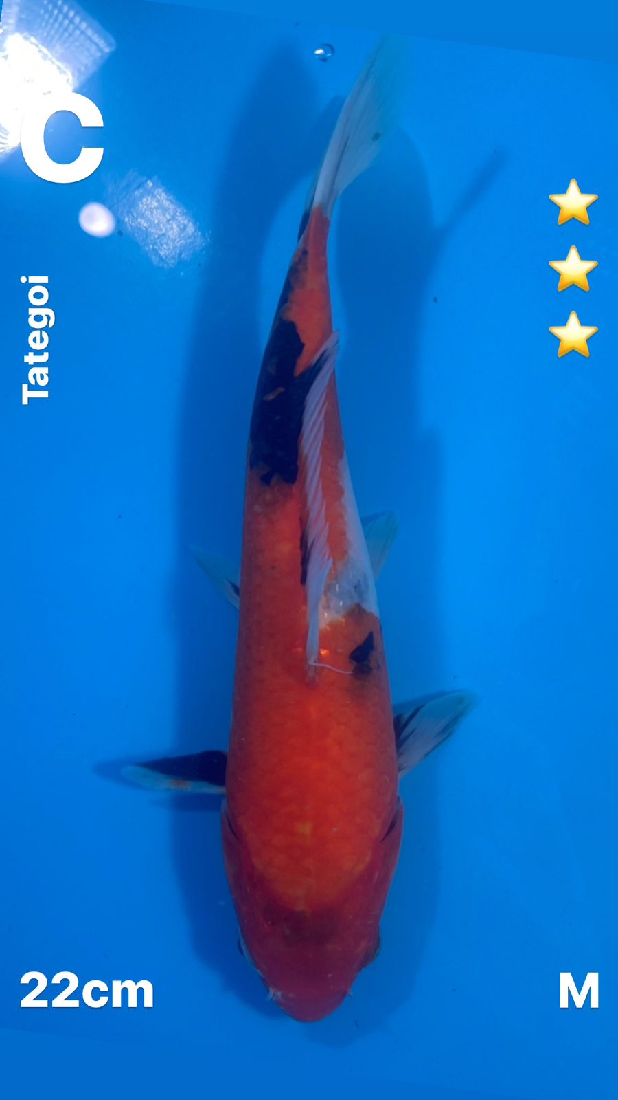 SHOWA TATEGOI 22cm
