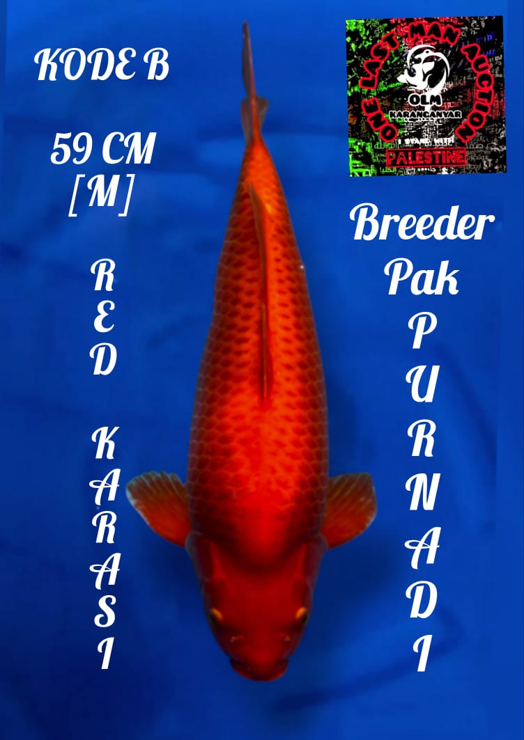 SUPER RED KARASI SUPER FUKURIN SUPER SHINING BREEDER PAK PURNADI JANTAN 59cm