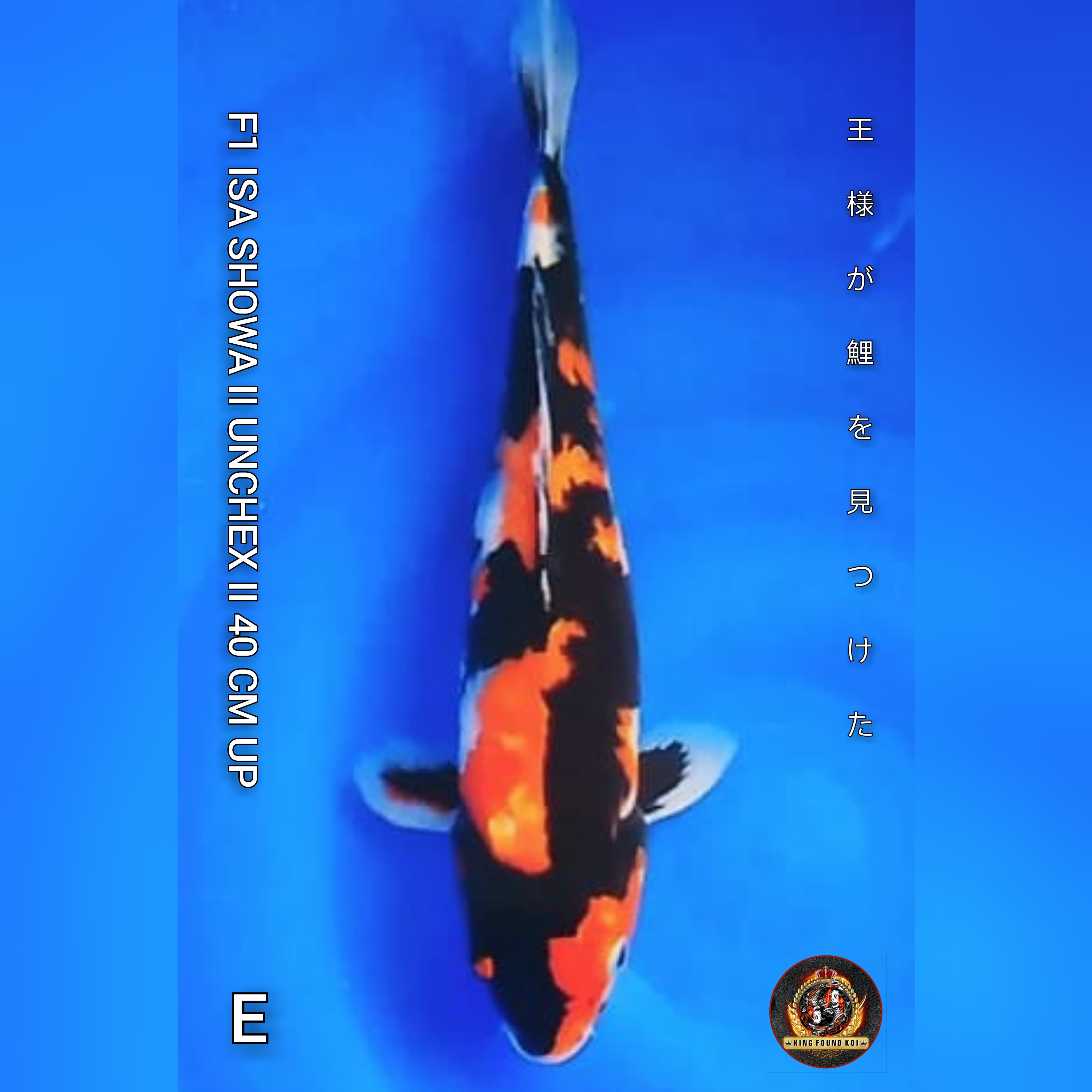 SHOWA 40cm UP II QUALITY ISTEMEWA II F1 ISA BLOODLINE II