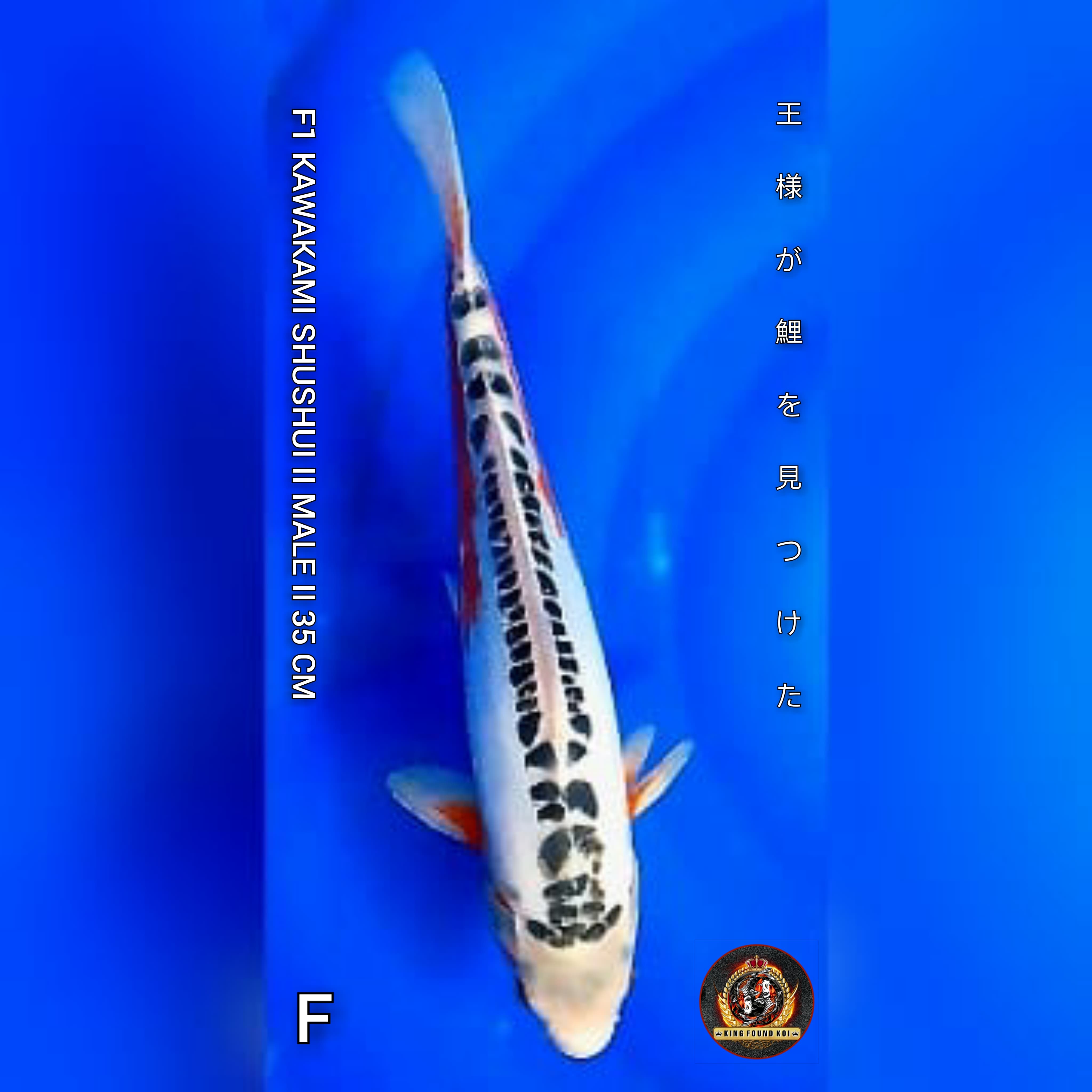 SHUSHUI 35cm II F1 KAWAKAMI II SQ II RING SUPER RAPIH II CLENING WHITE II SUPER HANA II GOOD BODY II NO BOCOR II
