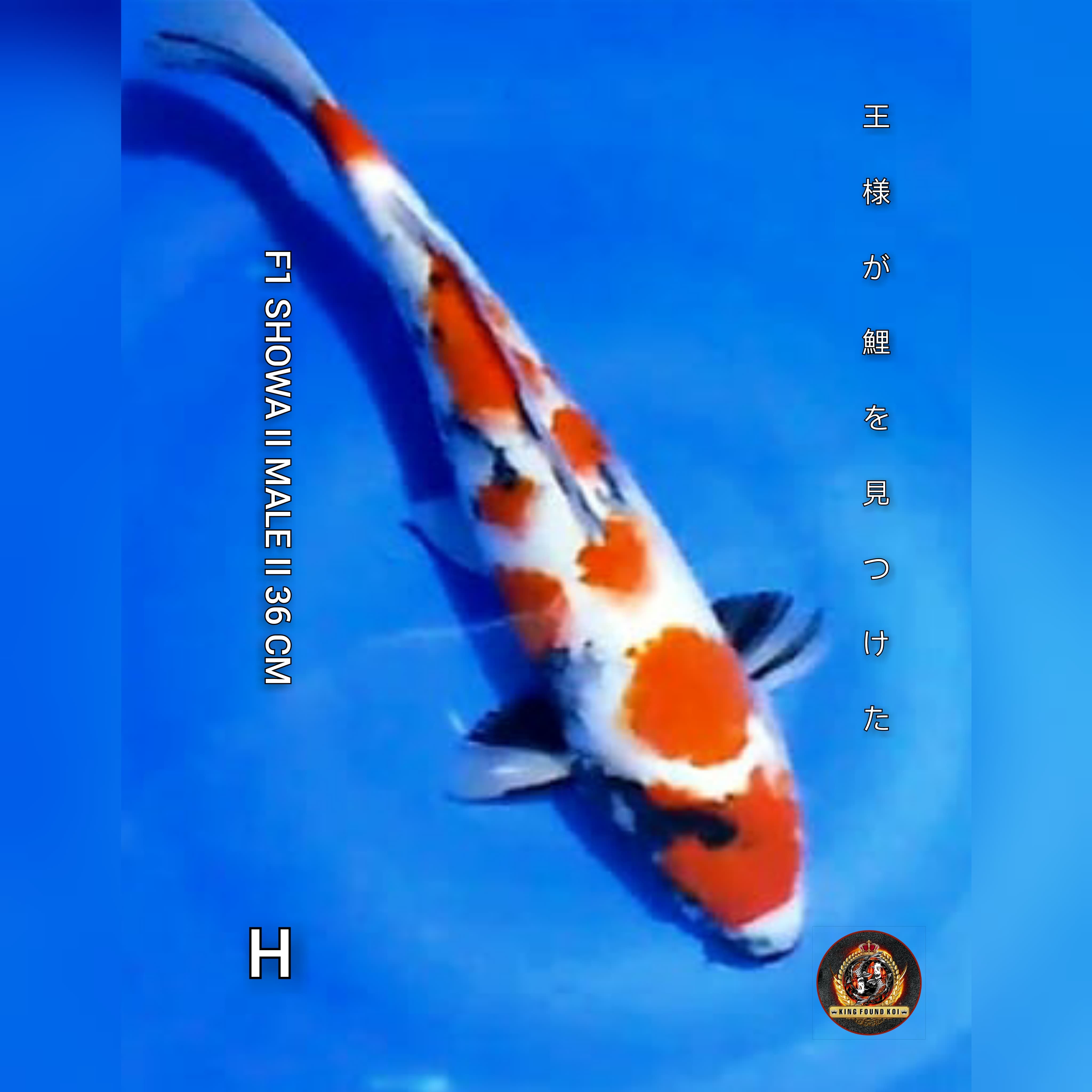 SHOWA 36cm II F1 BLOODLINE ISA II ISTIMEWA II CALON BINTANG II