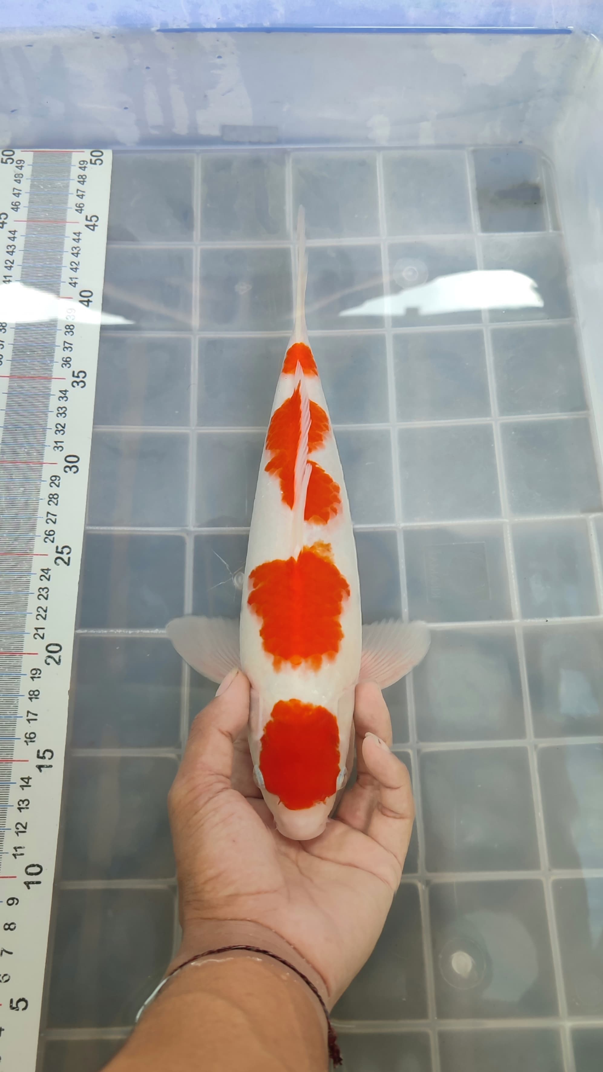 KOHAKU MARUTEN ORI 31cm