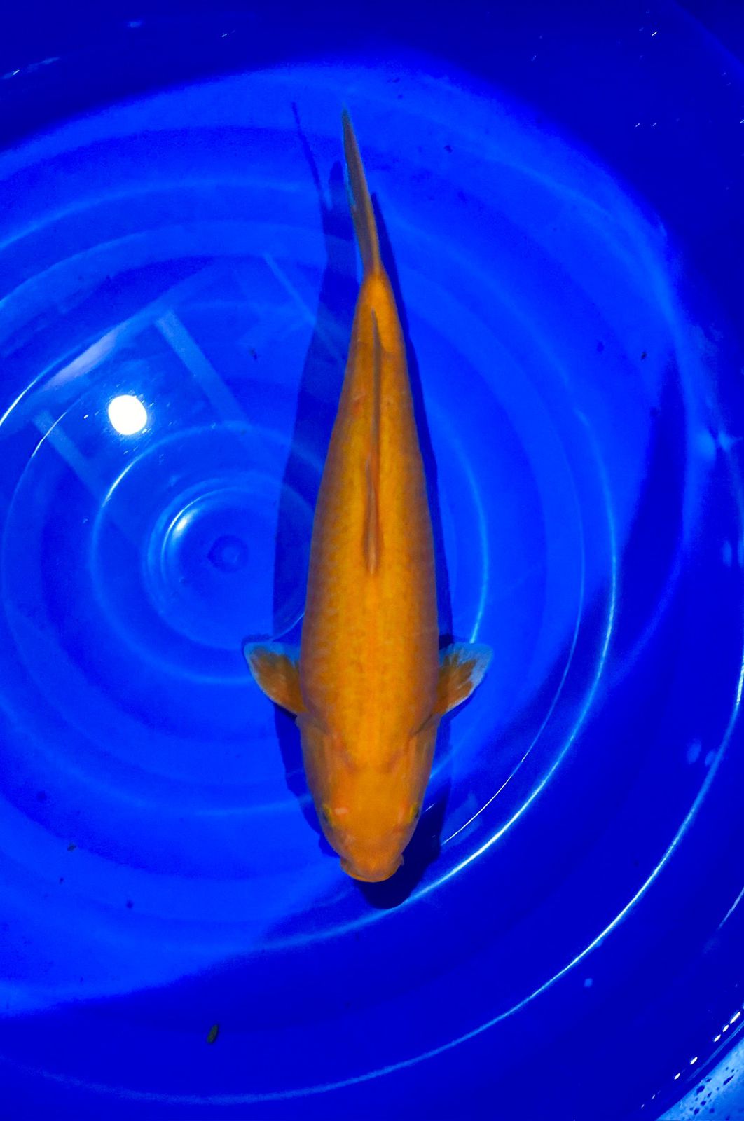 RED KARASI JANTAN 43cm